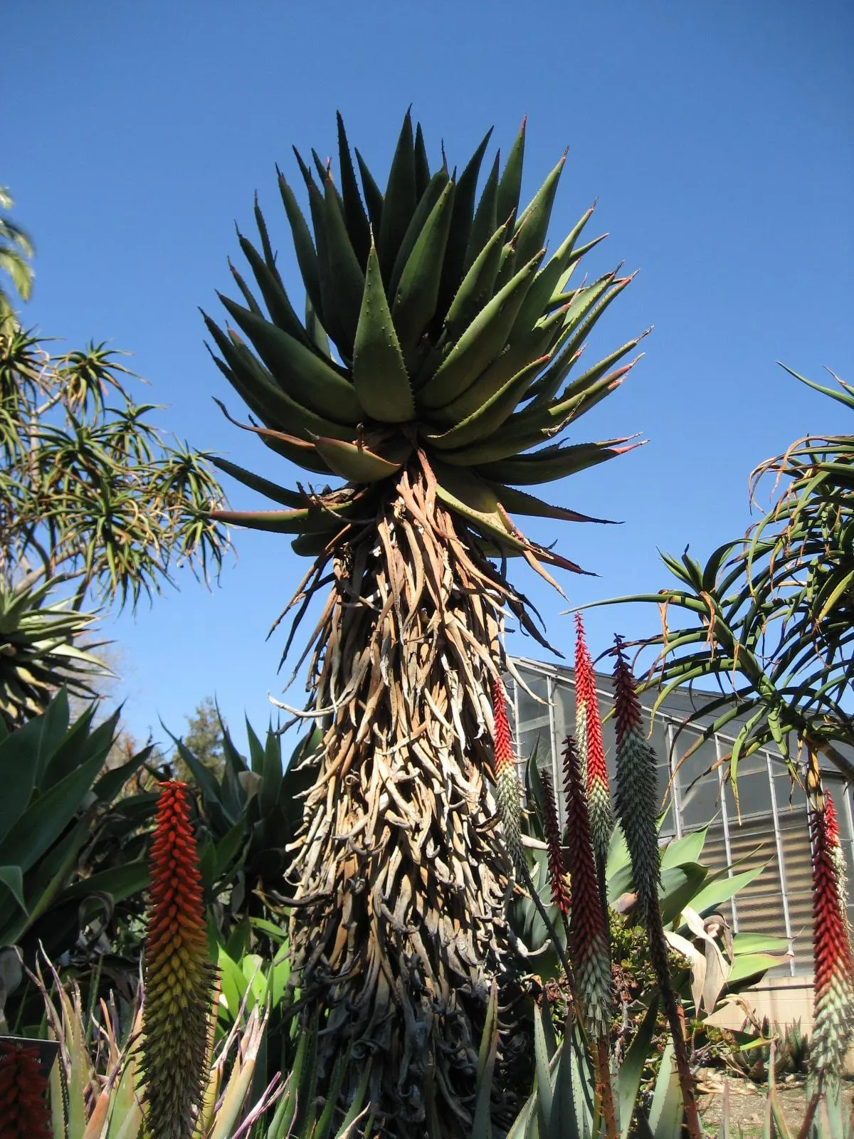 Spectacular Aloe (Aloe Spectabilis) — showcases robust rosettes of blue-green