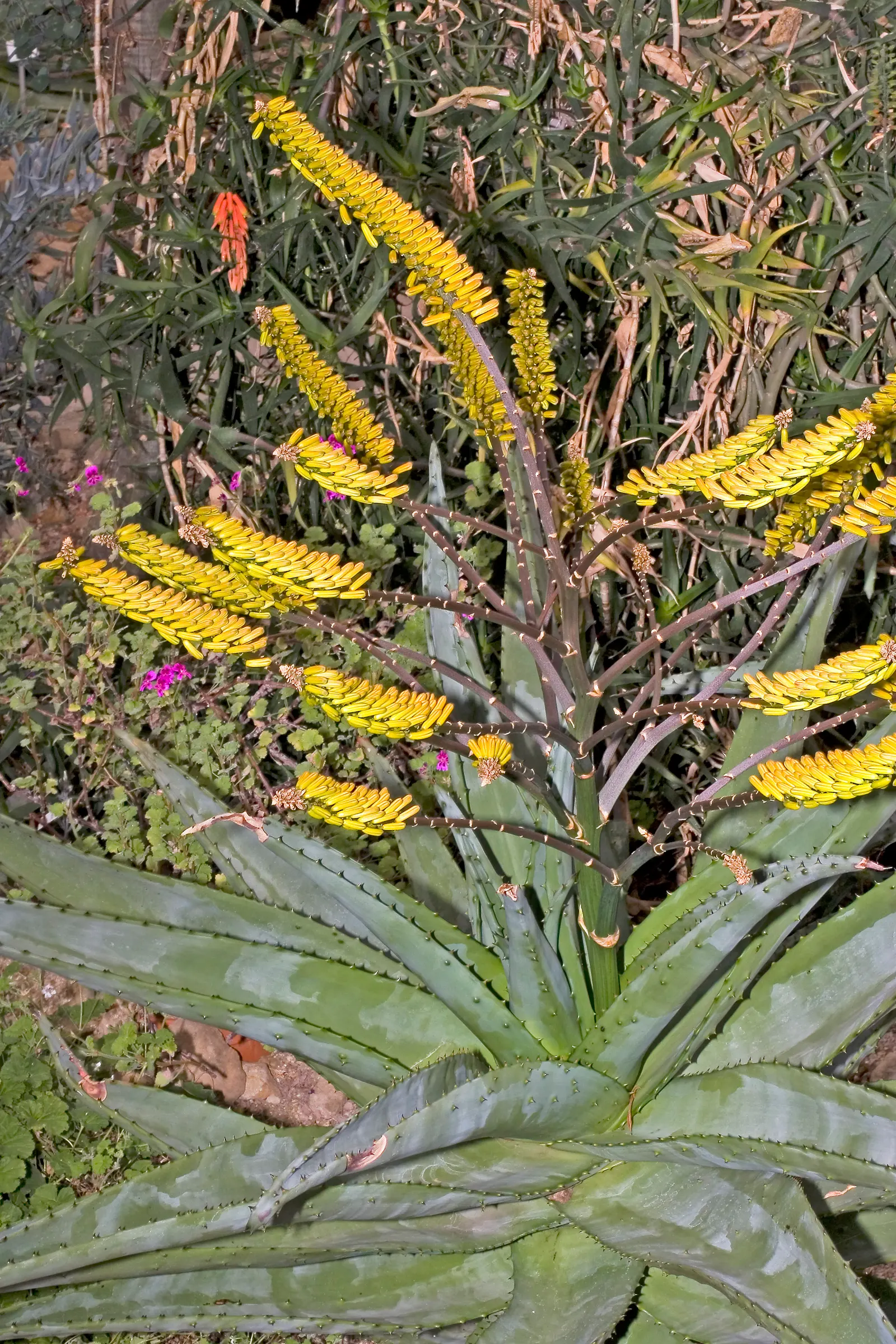 Spectacular Aloe (Aloe Spectabilis) — providing a dramatic display in winter to early spring