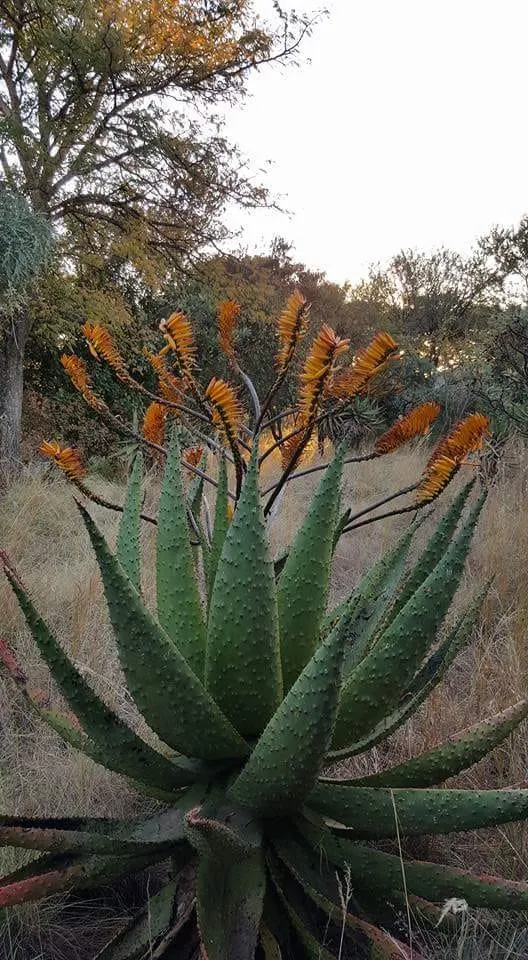 Spectacular Aloe (Aloe Spectabilis) — creating an attractive rosette pattern