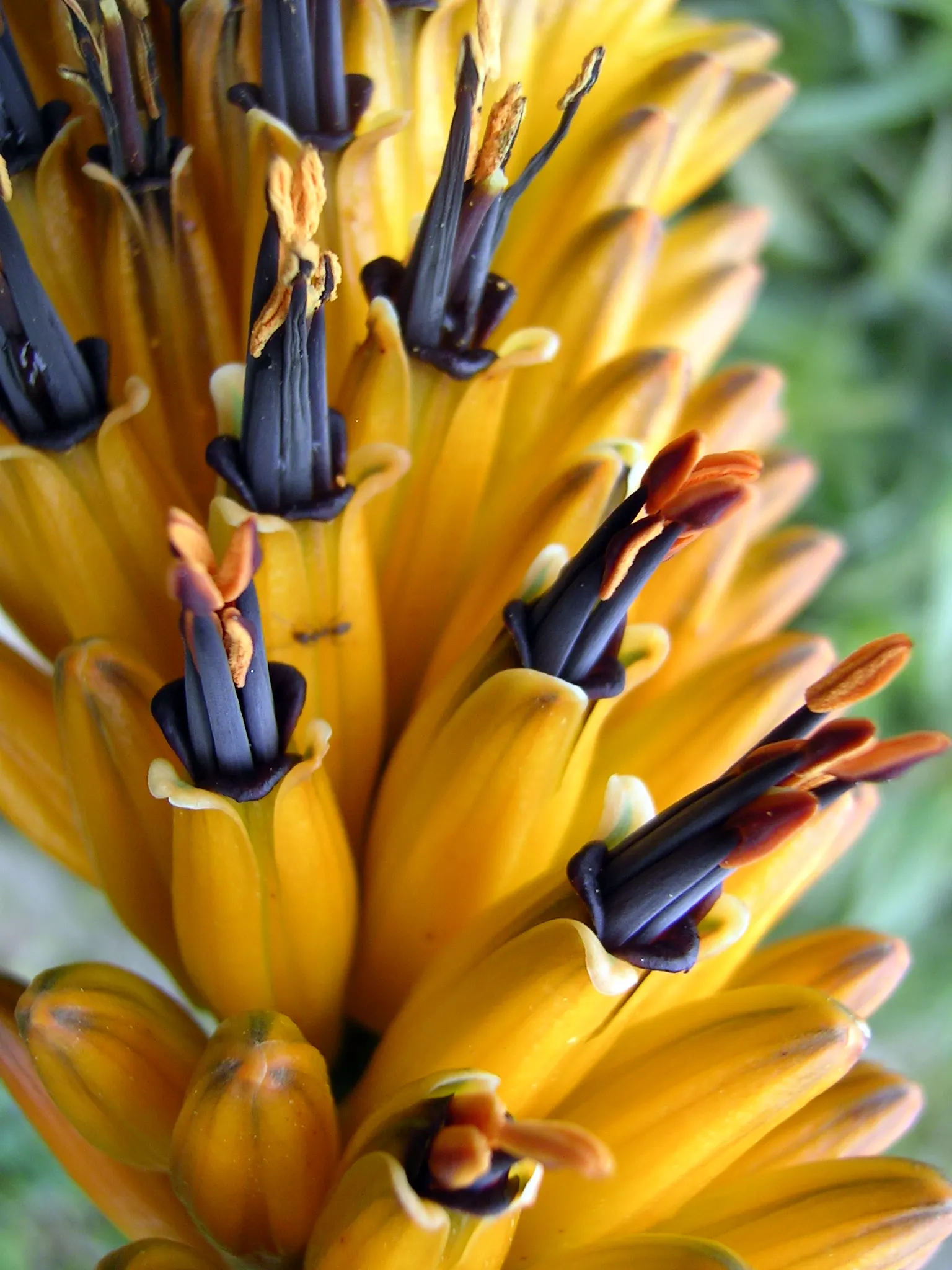 Spectacular Aloe (Aloe Spectabilis) — blue-green leaves fan out from a central point