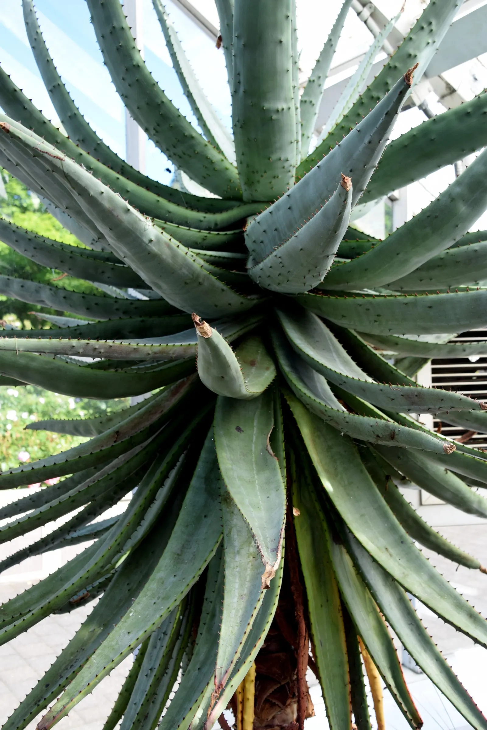 Spectacular Aloe (Aloe Spectabilis) — renowned for its showy presence and resilience