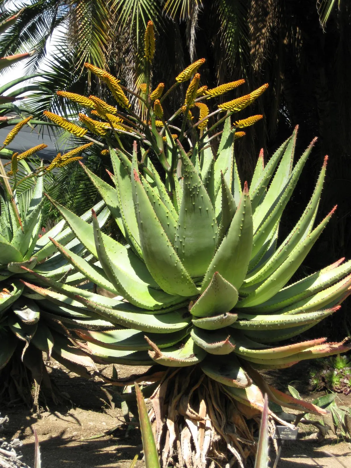 Spectacular Aloe (Aloe Spectabilis) — This striking perennial bears vibrant red-orange flower spikes up to 3 feet tall