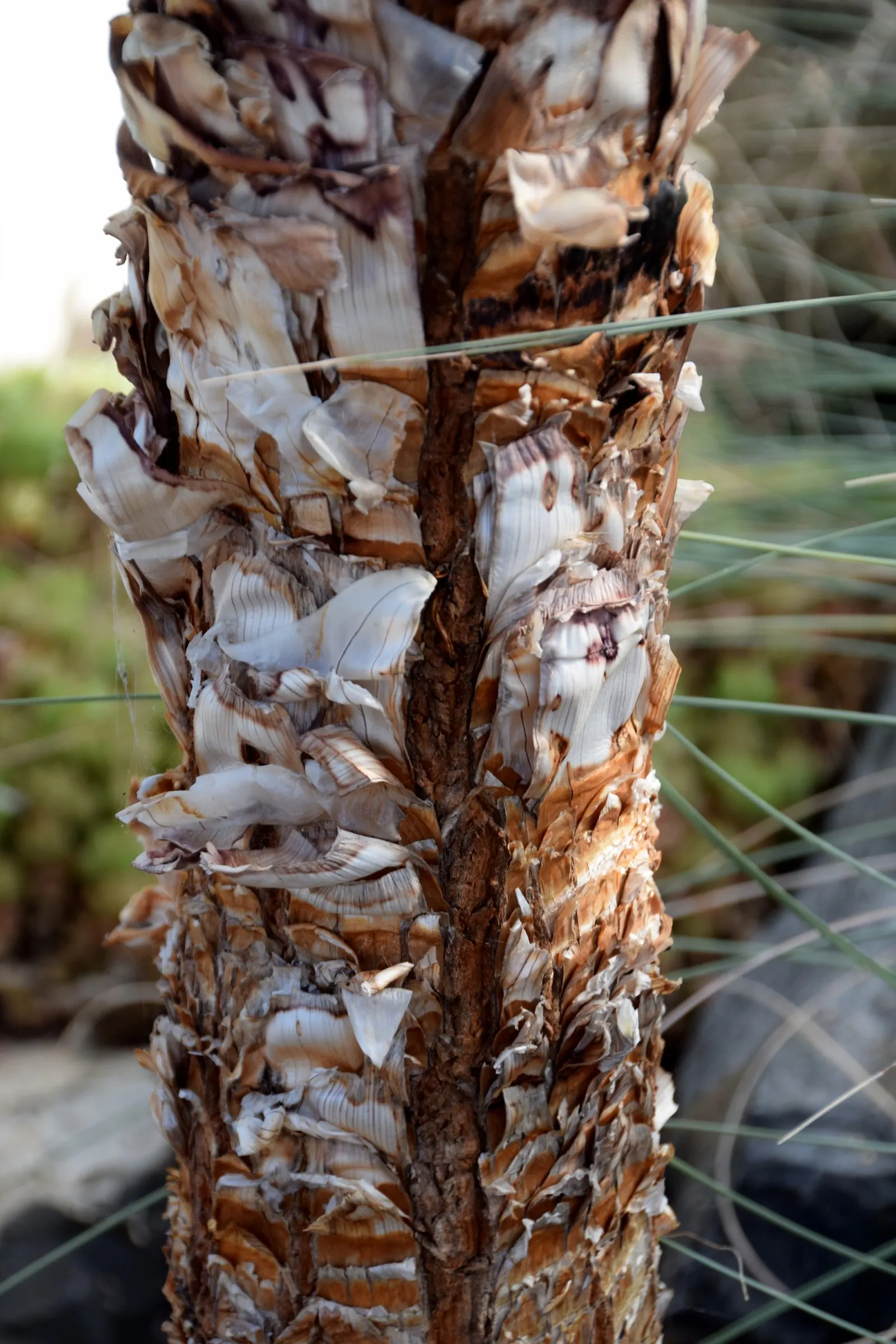Spectacular Aloe (Aloe Spectabilis) — This regal succulent can reach heights of up to 2 to 3 feet