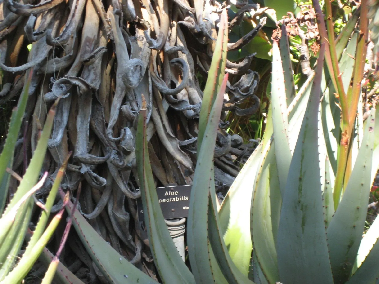 Spectacular Aloe (Aloe Spectabilis) — commonly termed as Spectacular Aloe