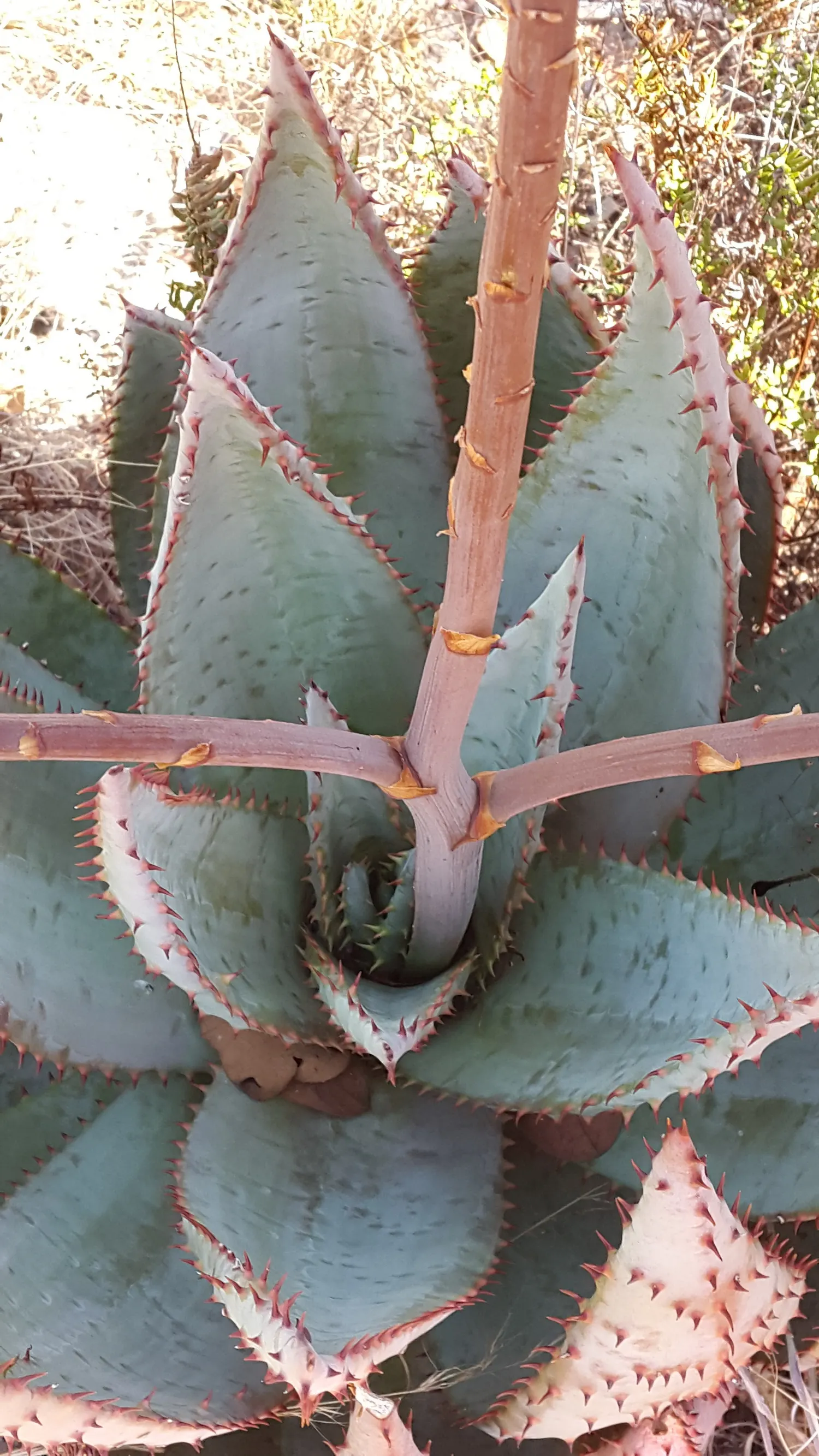 Spectacular Aloe (Aloe Spectabilis) — spanning approximately 18 to 24 inches in length and about 3 to 4 inches in width