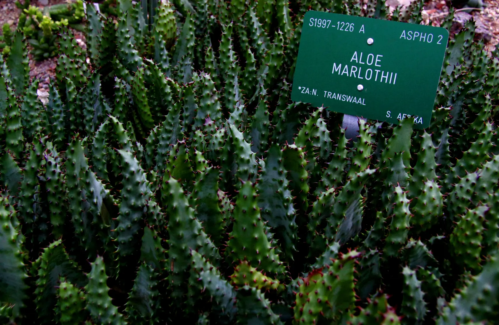 Spectacular Aloe (Aloe Spectabilis) — making it an excellent focal point in arid landscapes or xeriscaped gardens