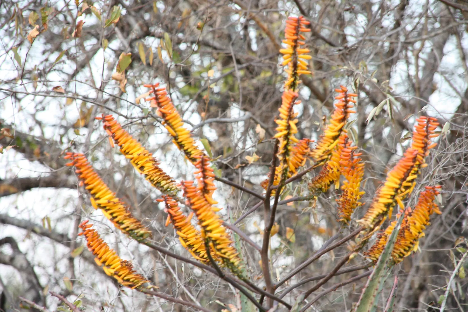 Spectacular Aloe (Aloe Spectabilis) — also known as the Spectacular Aloe