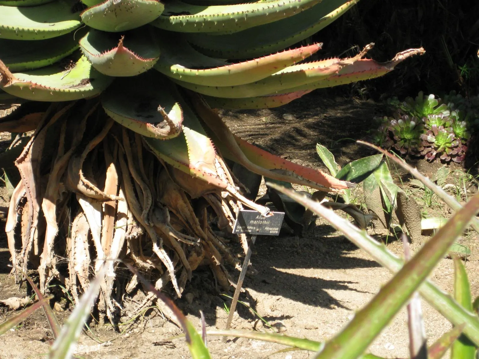Spectacular Aloe (Aloe Spectabilis) — Hardy in zones 9-11, it thrives in well-drained soil under full sun