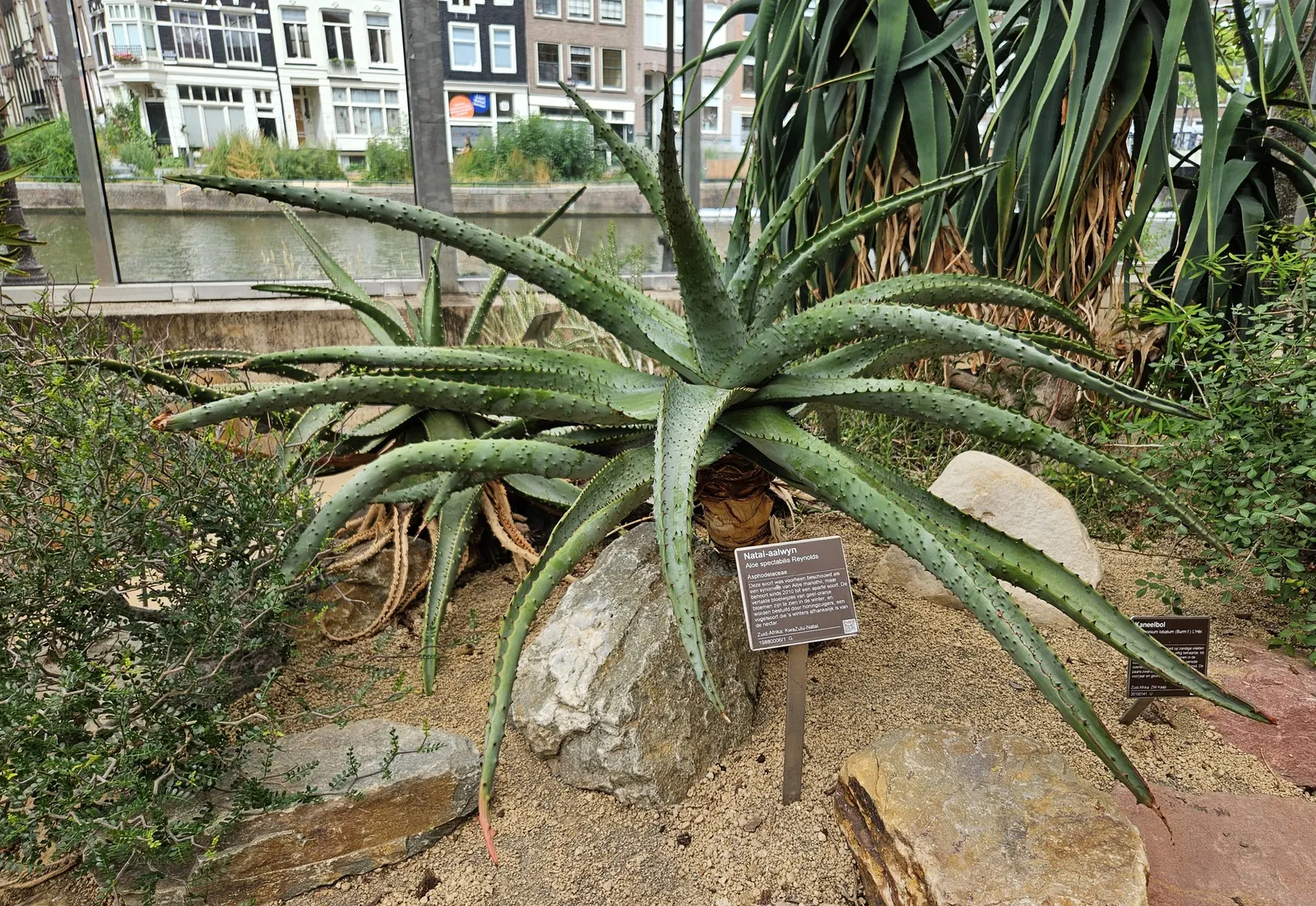 Spectacular Aloe (Aloe Spectabilis) — is a striking South African native