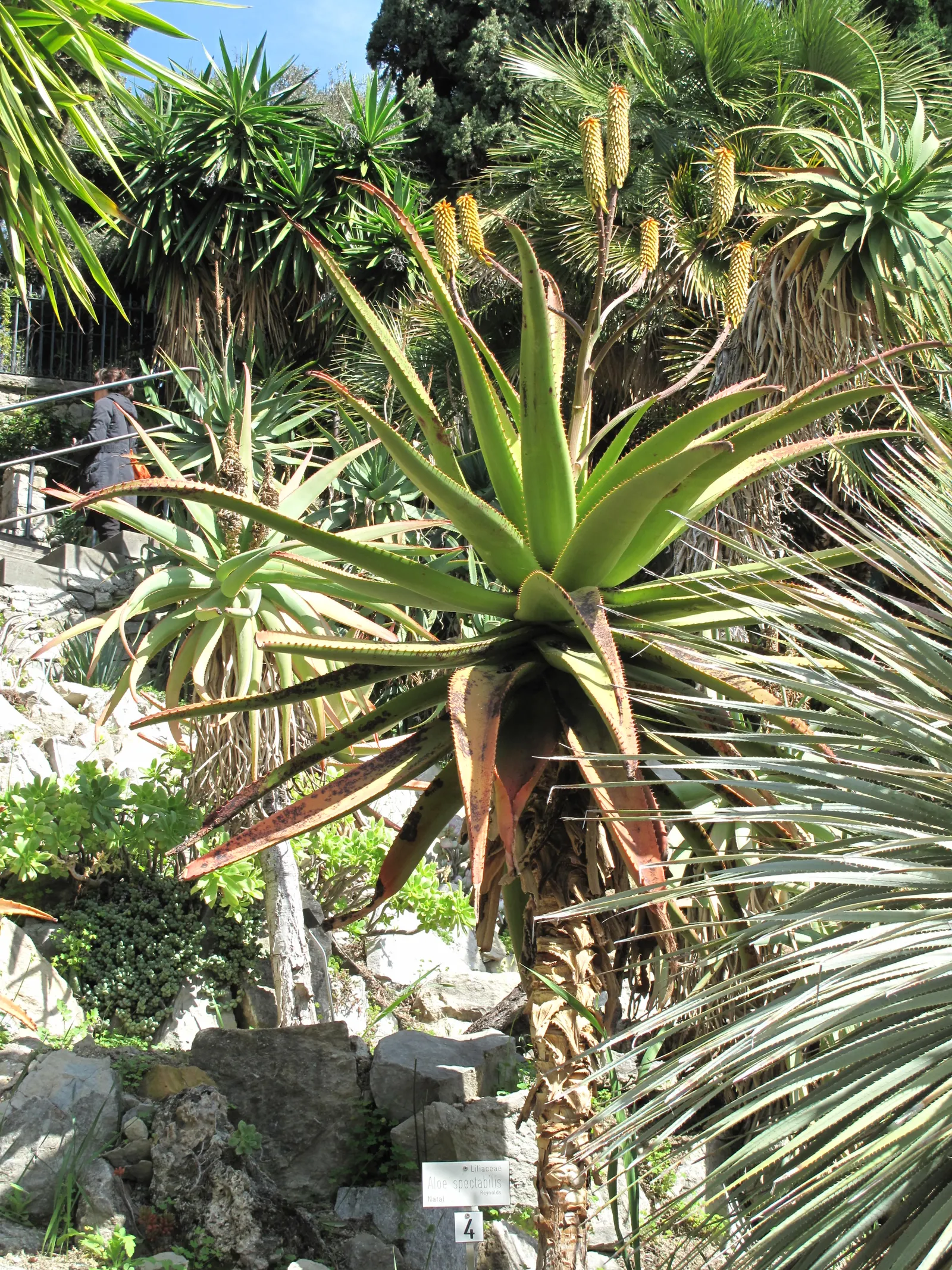 Spectacular Aloe (Aloe Spectabilis) — Drought-resistant and low maintenance, it's ideal for xeriscaping and accentuating arid garden landscapes