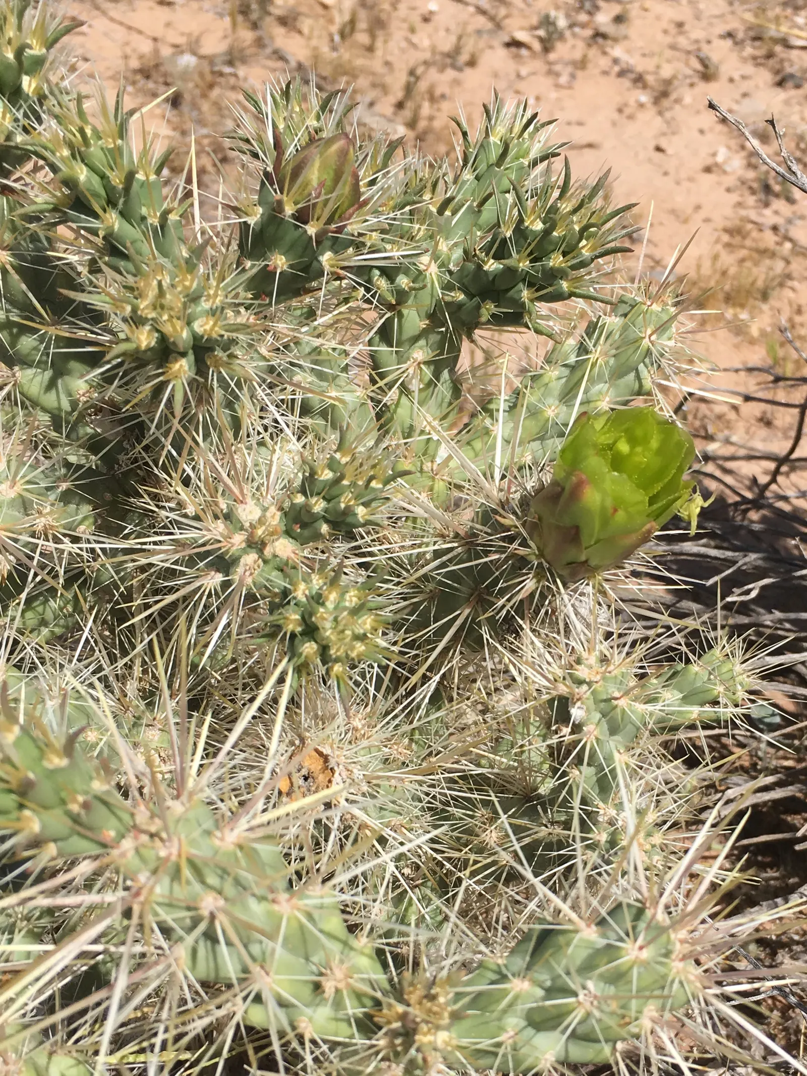 Silver Cholla (Cylindropuntia Echinocarpa) — Its growth form is typically shrubby