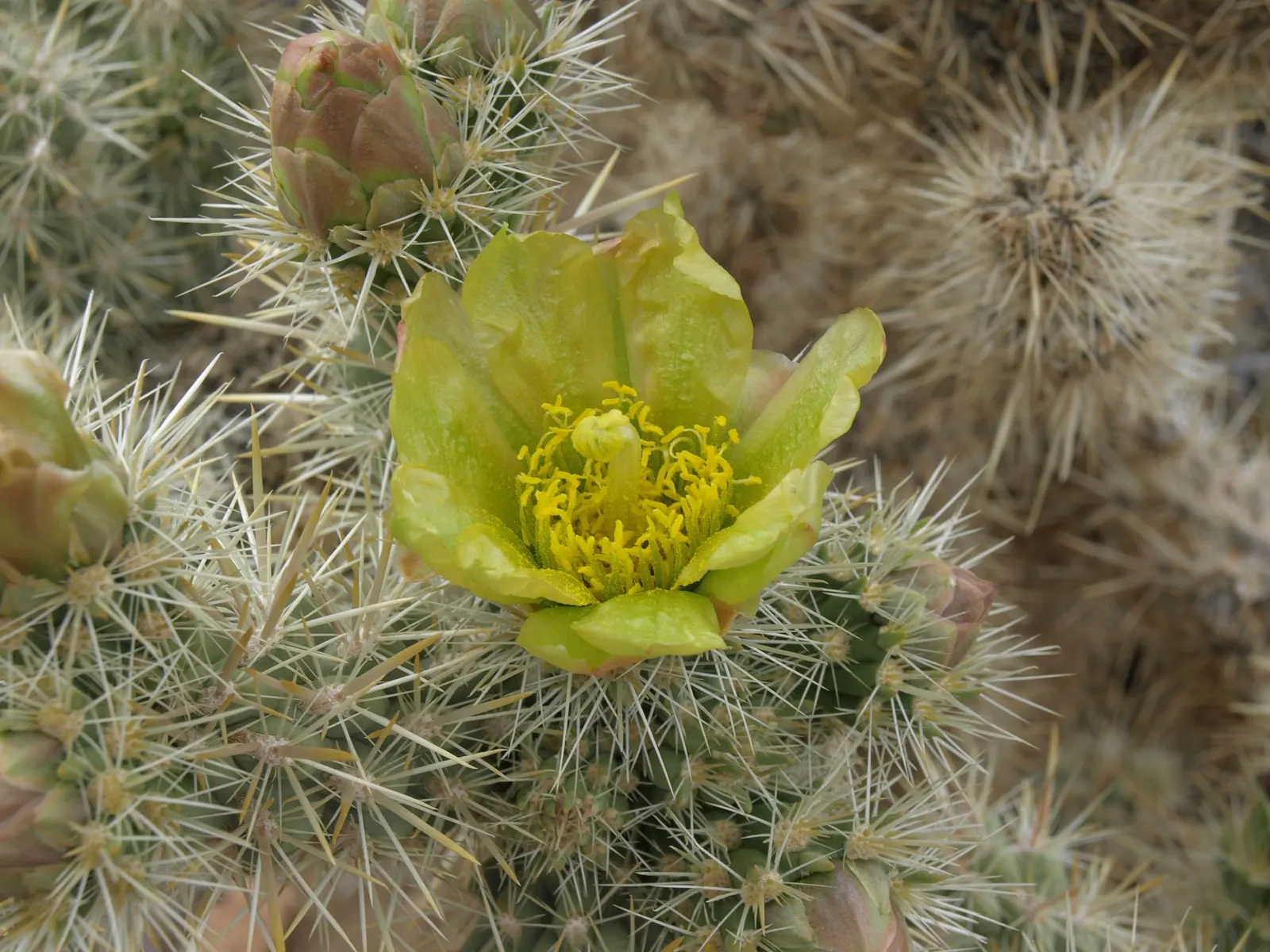Silver Cholla (Cylindropuntia Echinocarpa) — Small yellow-green flowers bloom in late spring; sandy or gravelly soil and requires full sun exposure, image 53