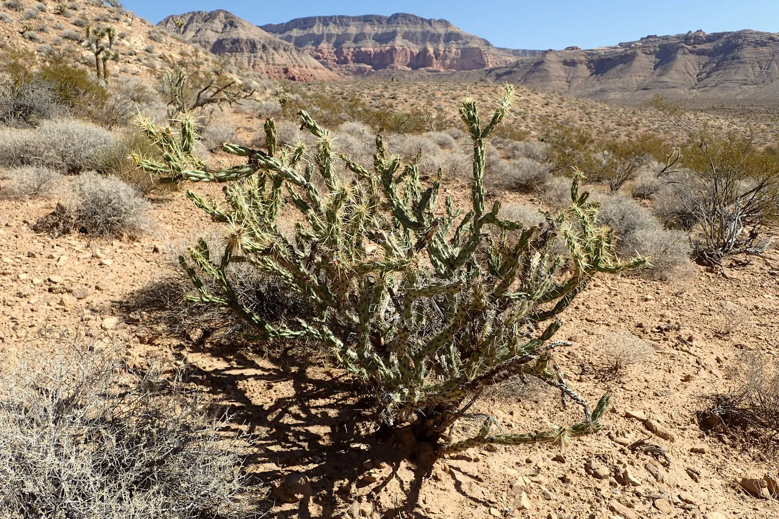 Silver Cholla (Cylindropuntia Echinocarpa) — is a noteworthy species of cactus indigenous to the southwestern United States and northwestern Mexico; small