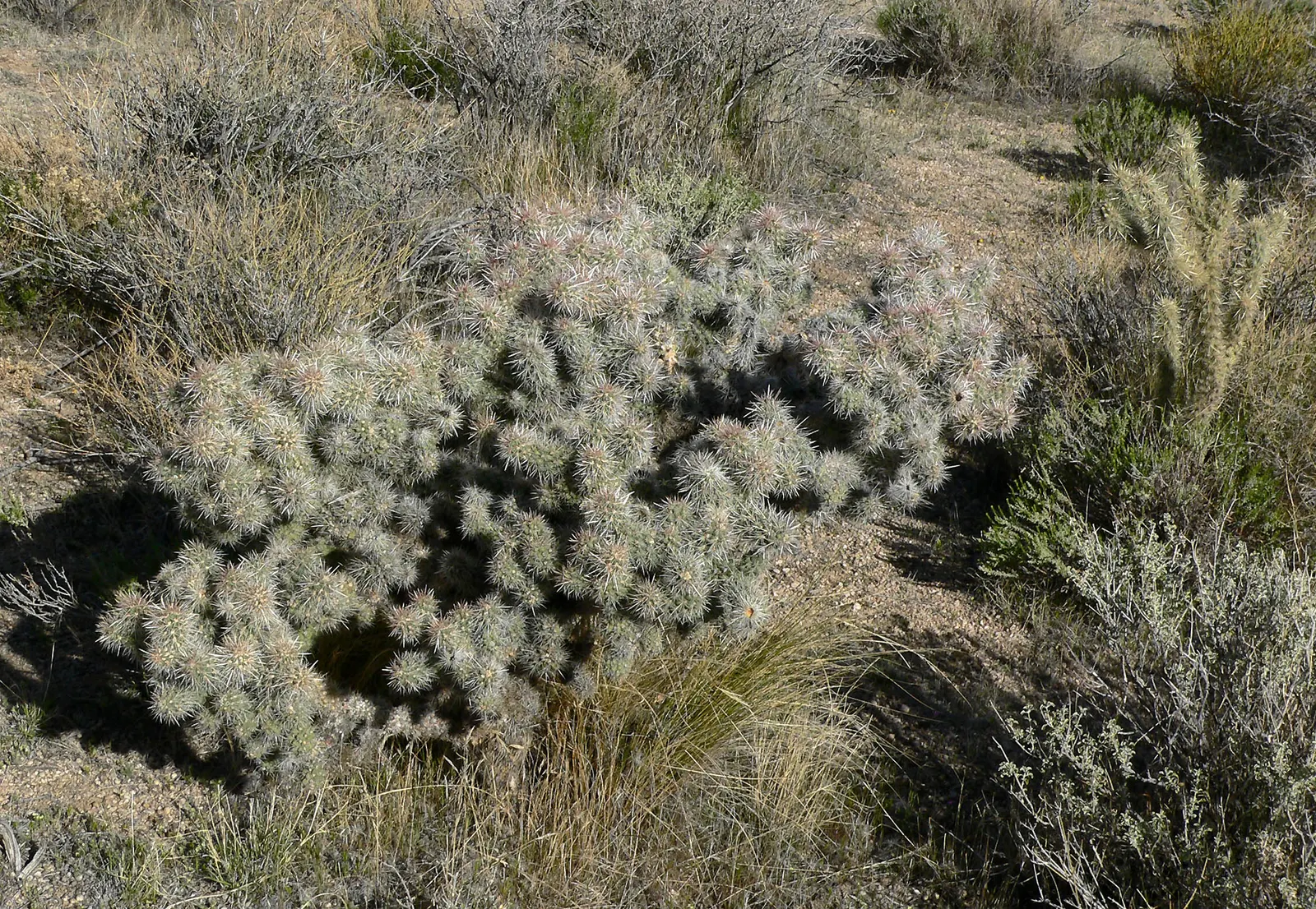 Silver Cholla (Cylindropuntia Echinocarpa) — Silver Cholla (Cylindropuntia echinocarpa) is a striking desert cactus reaching 3-5 ft in height; adapted to arid