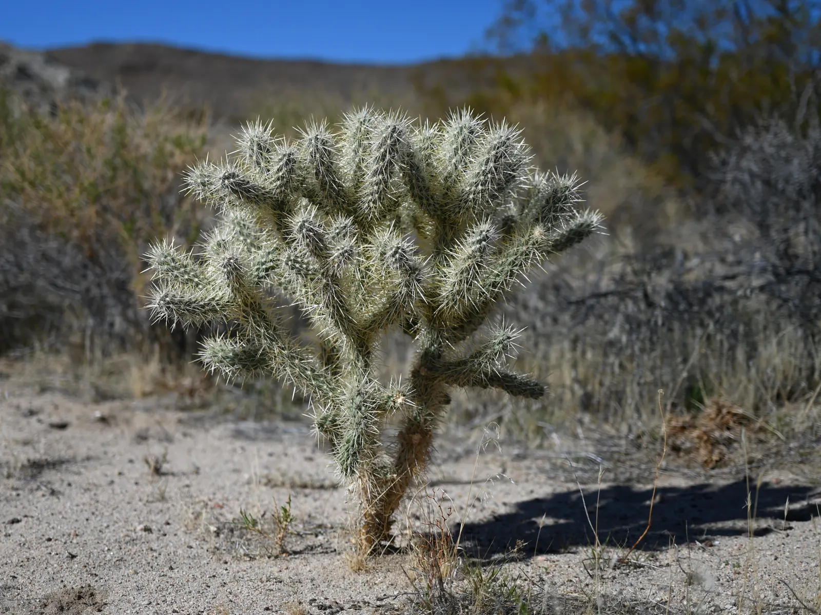Silver Cholla (Cylindropuntia Echinocarpa) — Spring brings about a magnificent display of flowers; its silver-white spines glisten, covering gray-green branch