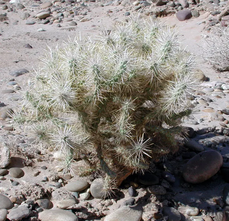 Silver Cholla (Cylindropuntia Echinocarpa) — It is highly tolerant of drought conditions once established, necessitating minimal supplemental watering