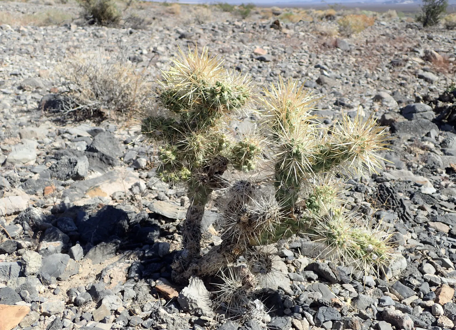 Silver Cholla (Cylindropuntia Echinocarpa) — creating an almost luminescent effect