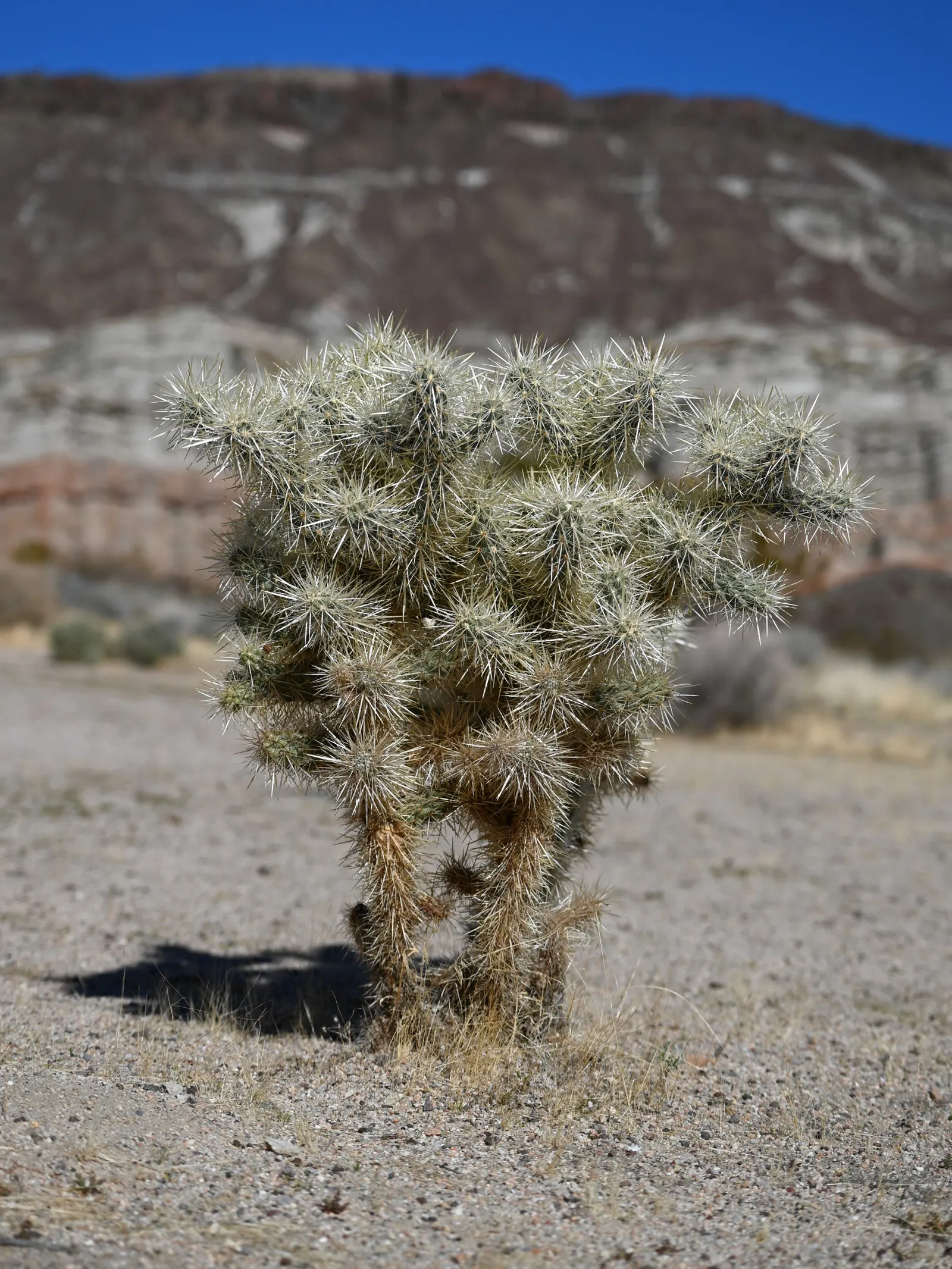 Silver Cholla (Cylindropuntia Echinocarpa) — cactus for full; which needs winter temperatures not dropping below 20-25&deg;F to maintain its structural
