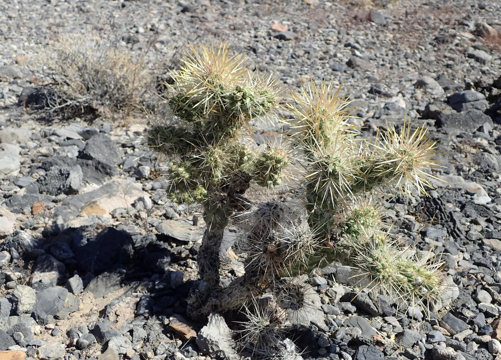 Silver Cholla (Cylindropuntia Echinocarpa) — making it a valuable addition to arid landscape designs