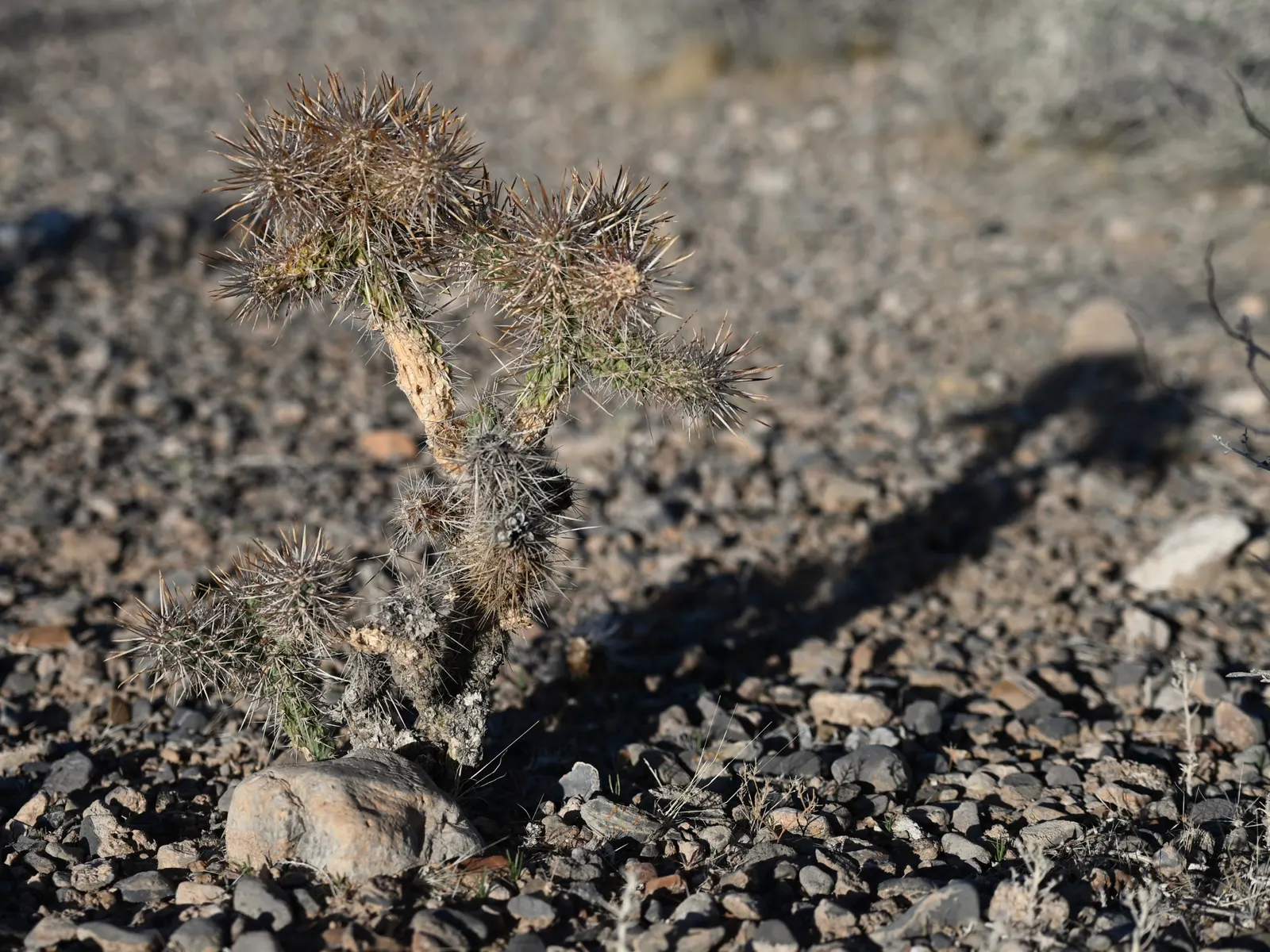 Silver Cholla (Cylindropuntia Echinocarpa) — creating an almost luminescent effect; exercise caution: spines are sharp