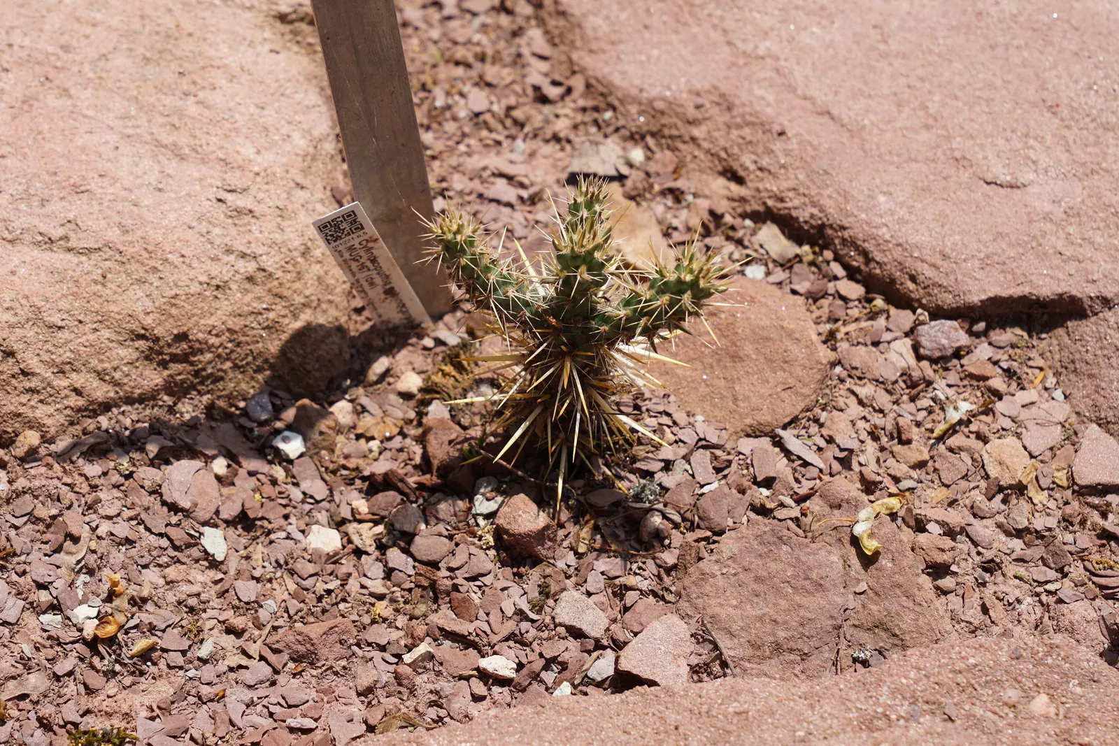 Silver Cholla (Cylindropuntia Echinocarpa) — This makes the Silver Cholla an ecologically sound choice for water-wise gardens; creating an almost luminescent