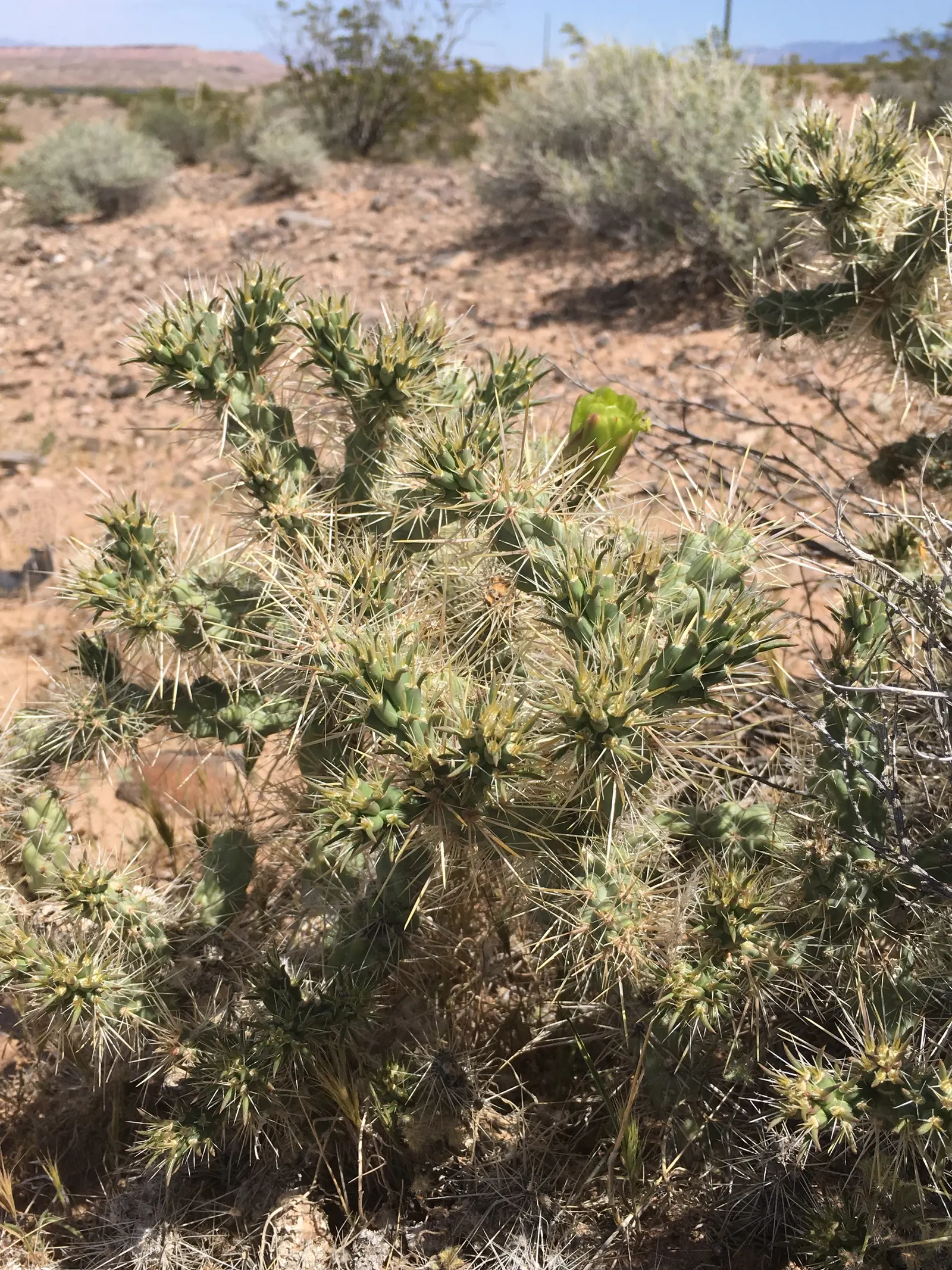 Silver Cholla (Cylindropuntia Echinocarpa) — scientifically named *Cylindropuntia echinocarpa*