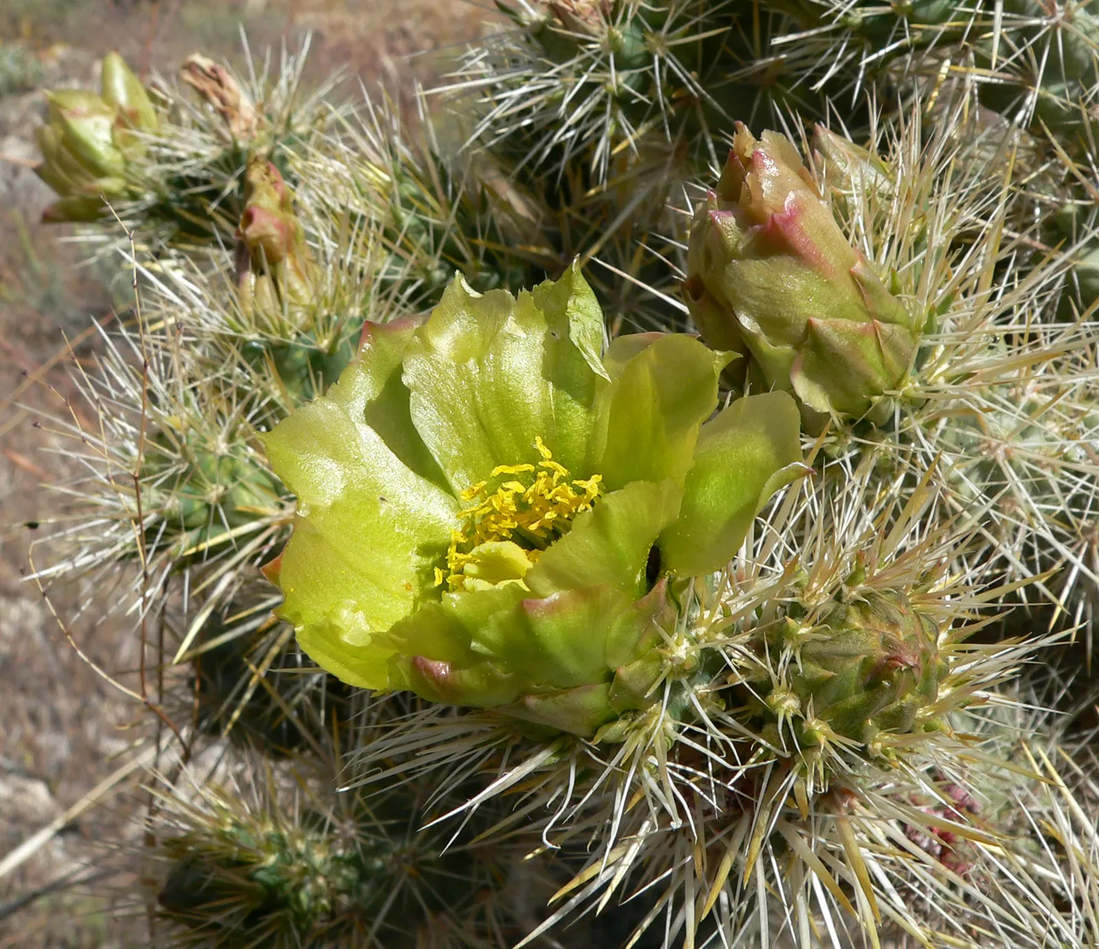 Silver Cholla (Cylindropuntia Echinocarpa) — cactus for full