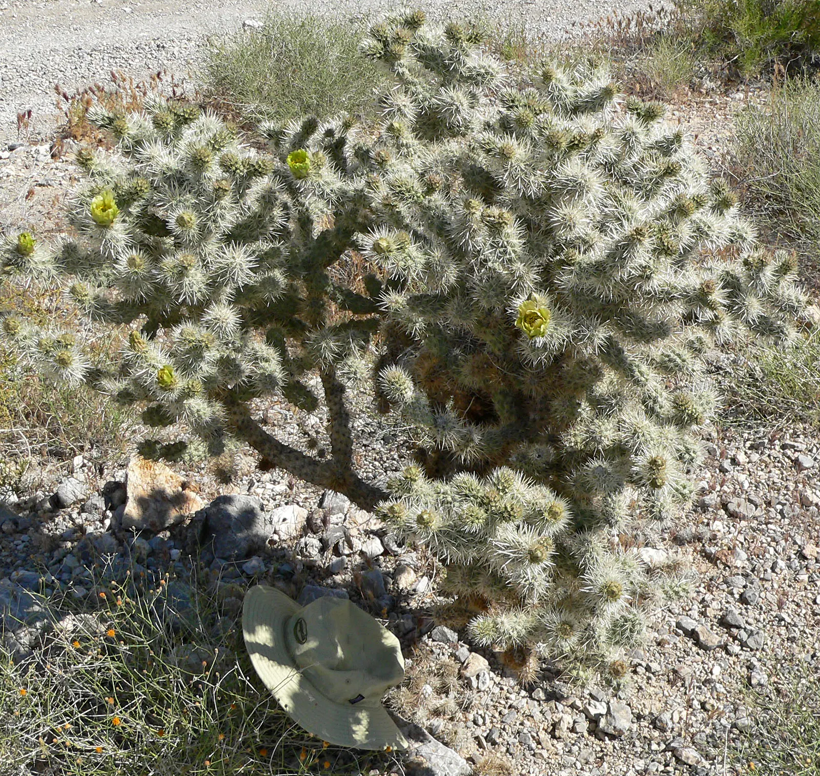 Silver Cholla (Cylindropuntia Echinocarpa) — ranging in hue from yellow-green to pinkish-purple