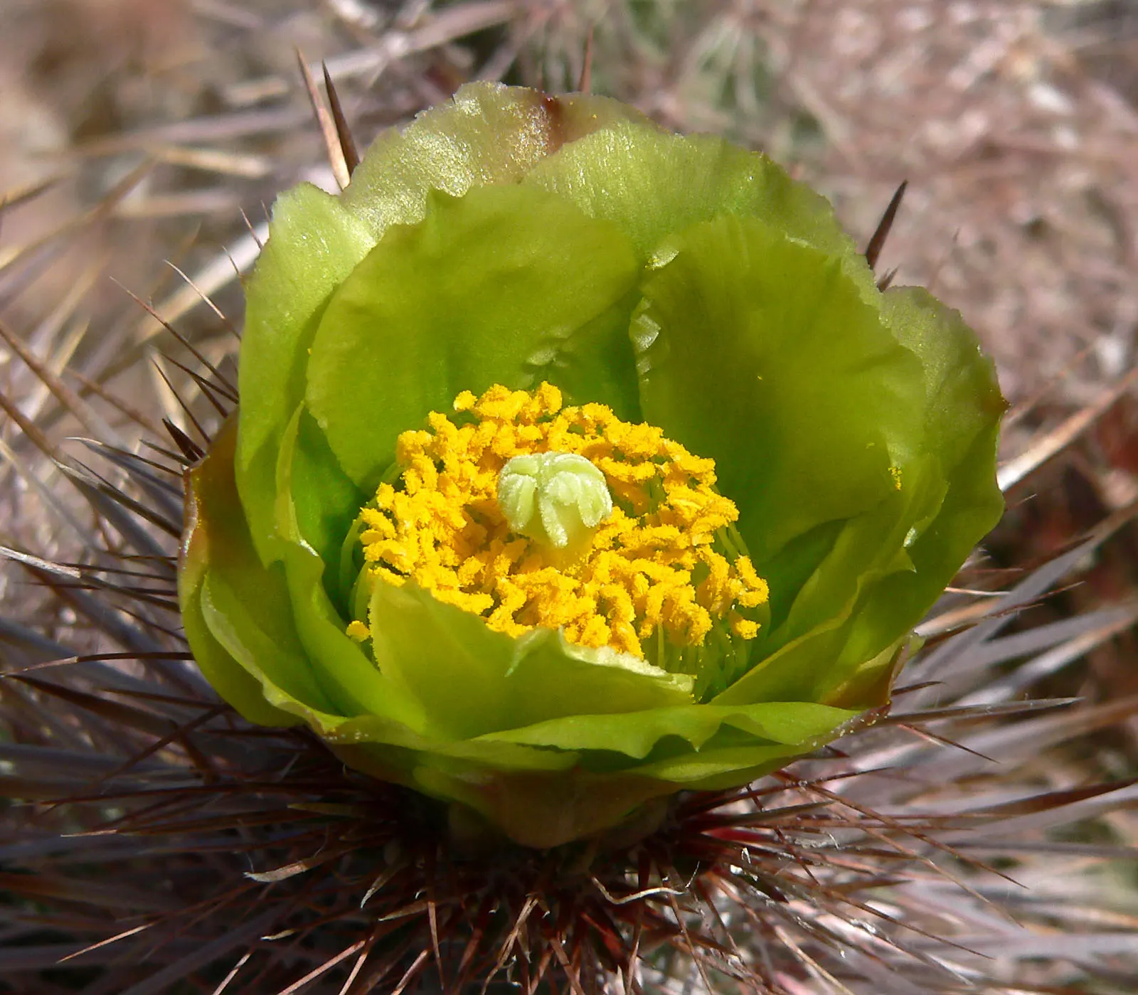 Silver Cholla (Cylindropuntia Echinocarpa) — This makes the Silver Cholla an ecologically sound choice for water-wise gardens