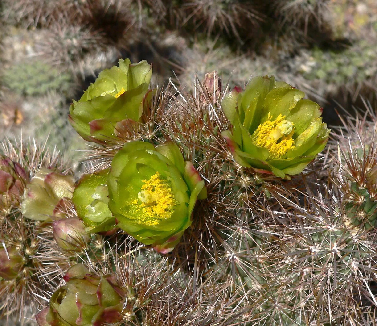 Silver Cholla (Cylindropuntia Echinocarpa) — Hardy in USDA zones 9-11, this cactus adds a textural accent to xeriscapes and rock gardens; scientifically named