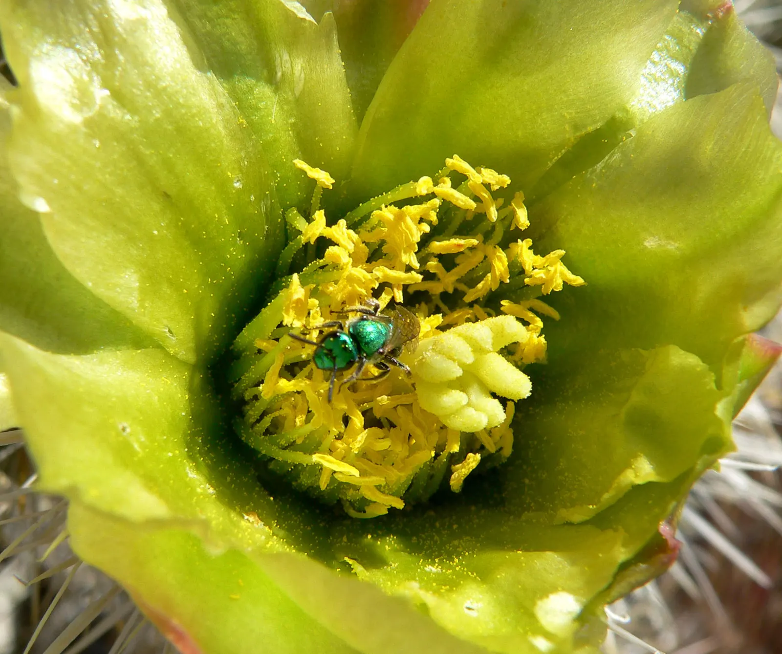 Silver Cholla (Cylindropuntia Echinocarpa) — This resilient plant is recognized for its striking appearance and adaptability; making it a valuable addition to