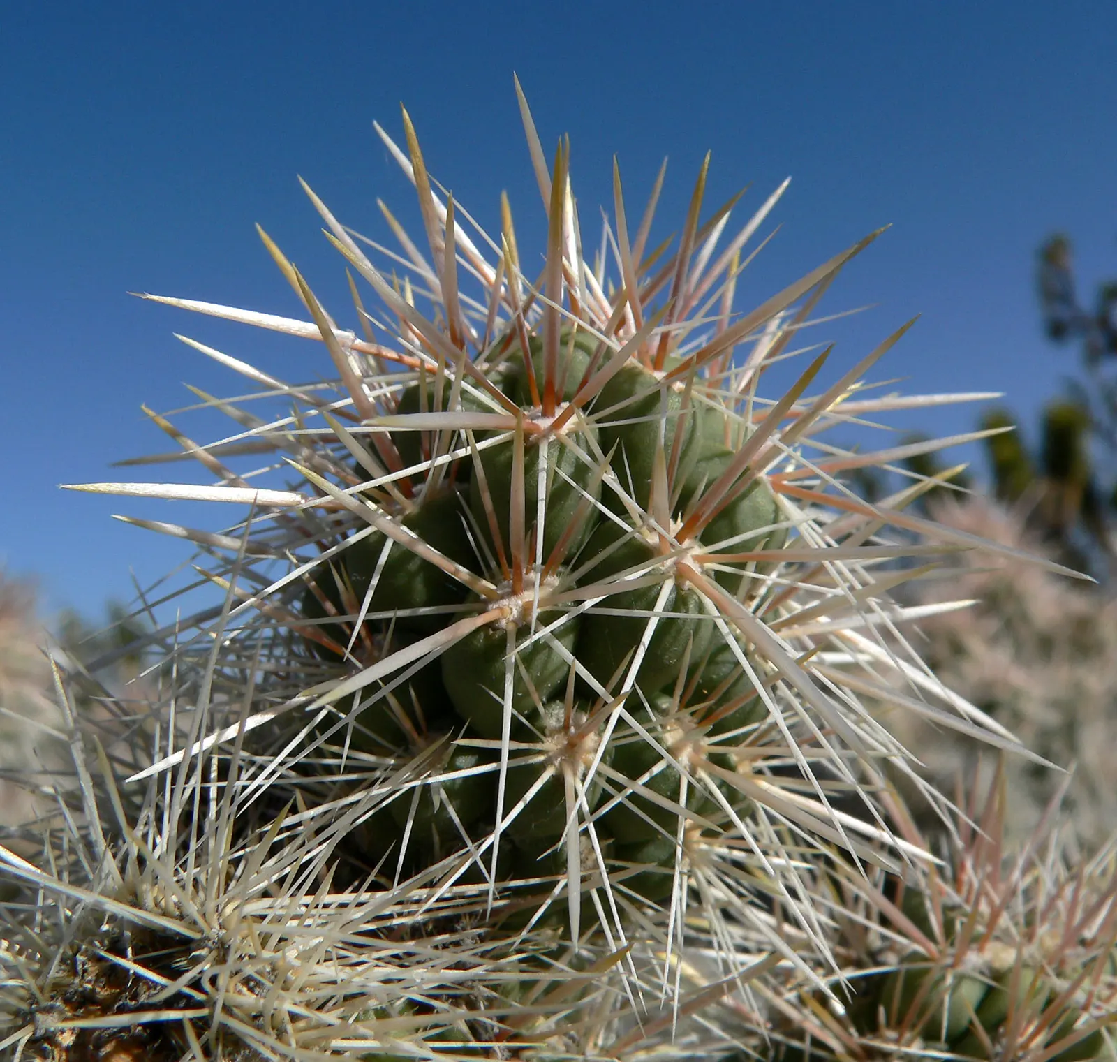 Silver Cholla (Cylindropuntia Echinocarpa) — Its silver-white spines glisten, covering gray-green branch segments