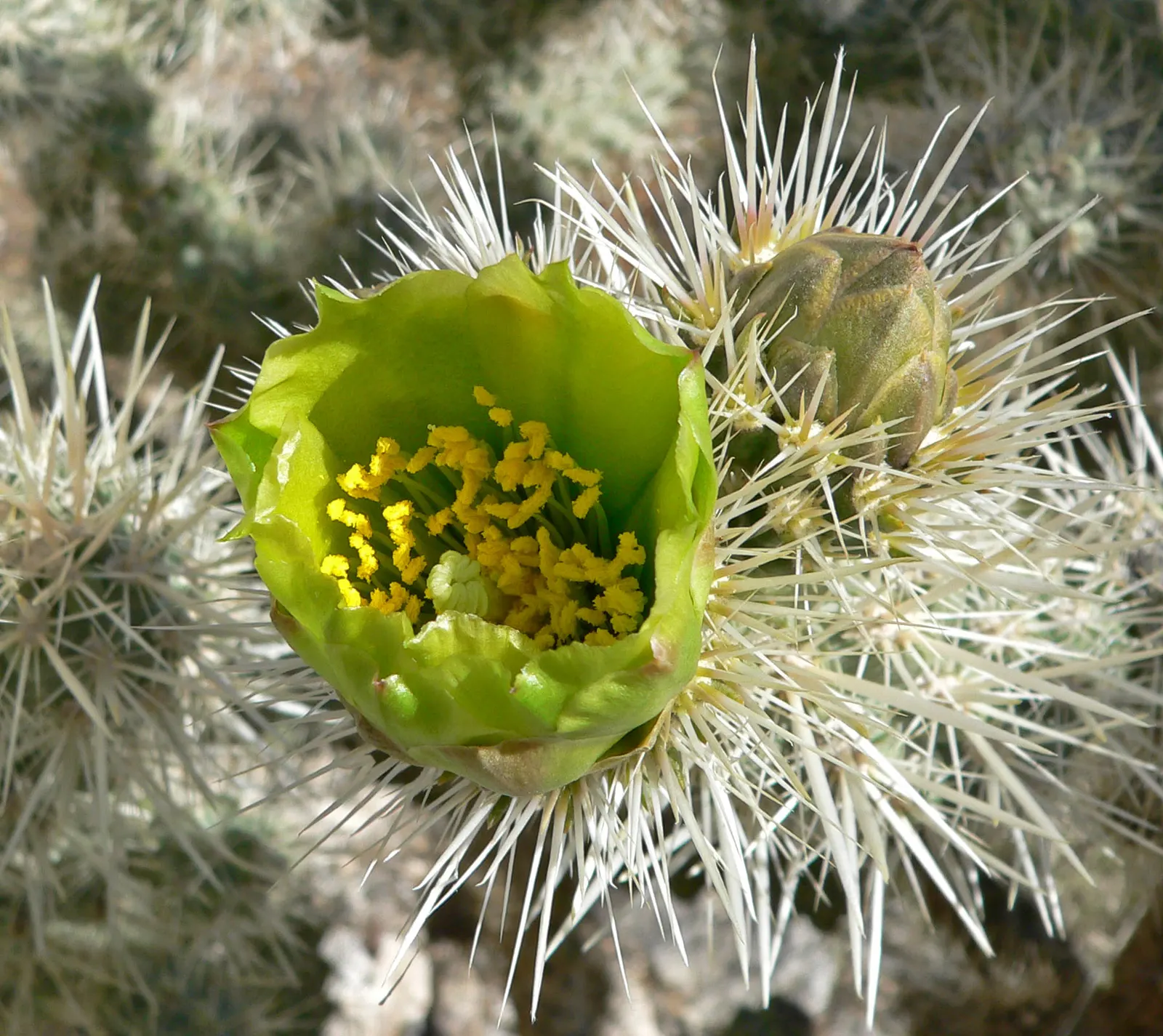 Silver Cholla (Cylindropuntia Echinocarpa) — Its branches are densely covered with these spines, which measure about 0.75 to 1.5 inches long