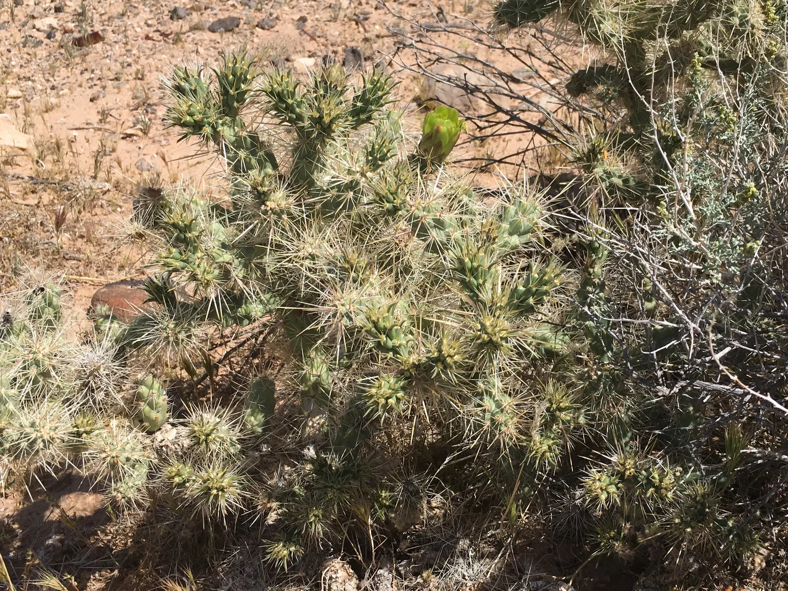 Silver Cholla (Cylindropuntia Echinocarpa) — This resilient plant is recognized for its striking appearance and adaptability