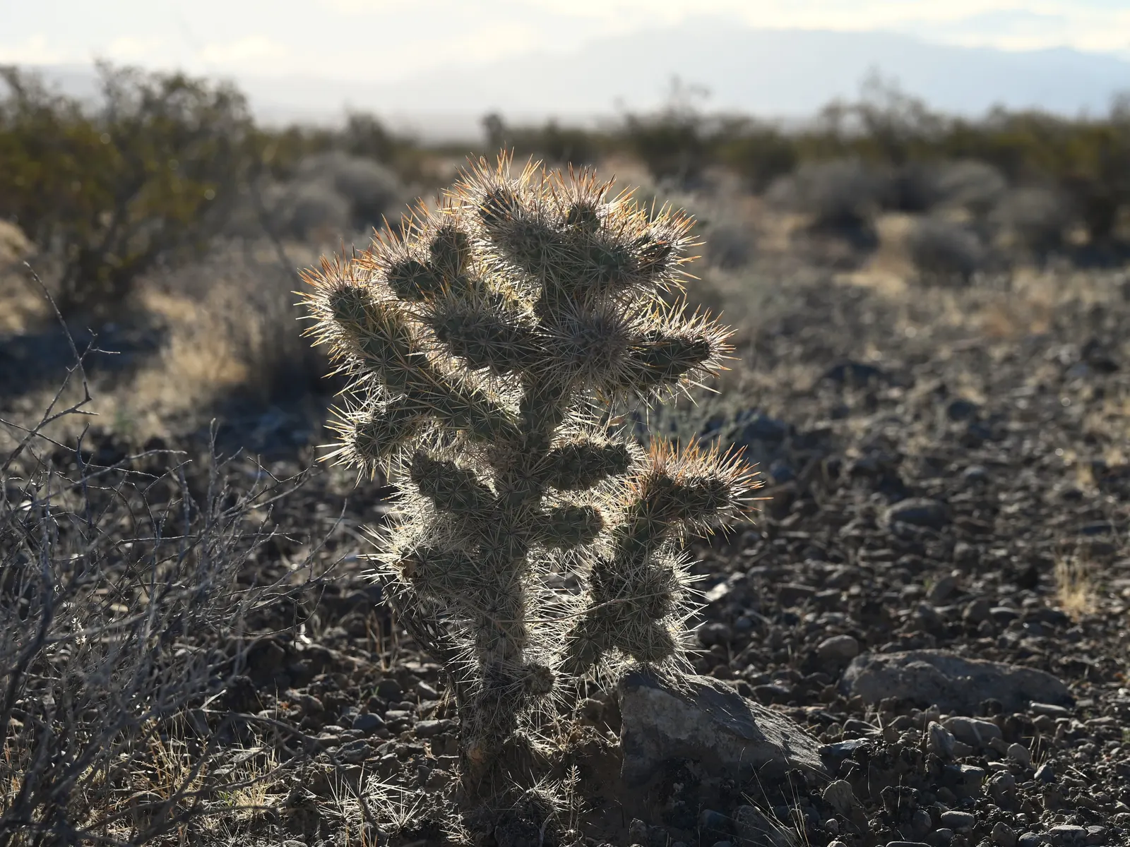 Silver Cholla (Cylindropuntia Echinocarpa) — Zones 9 through 11 are ideal for this spine-laden specimen; it is highly tolerant of drought conditions once