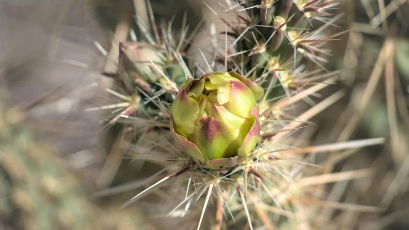 Silver Cholla (Cylindropuntia Echinocarpa) — Exercise caution: spines are sharp