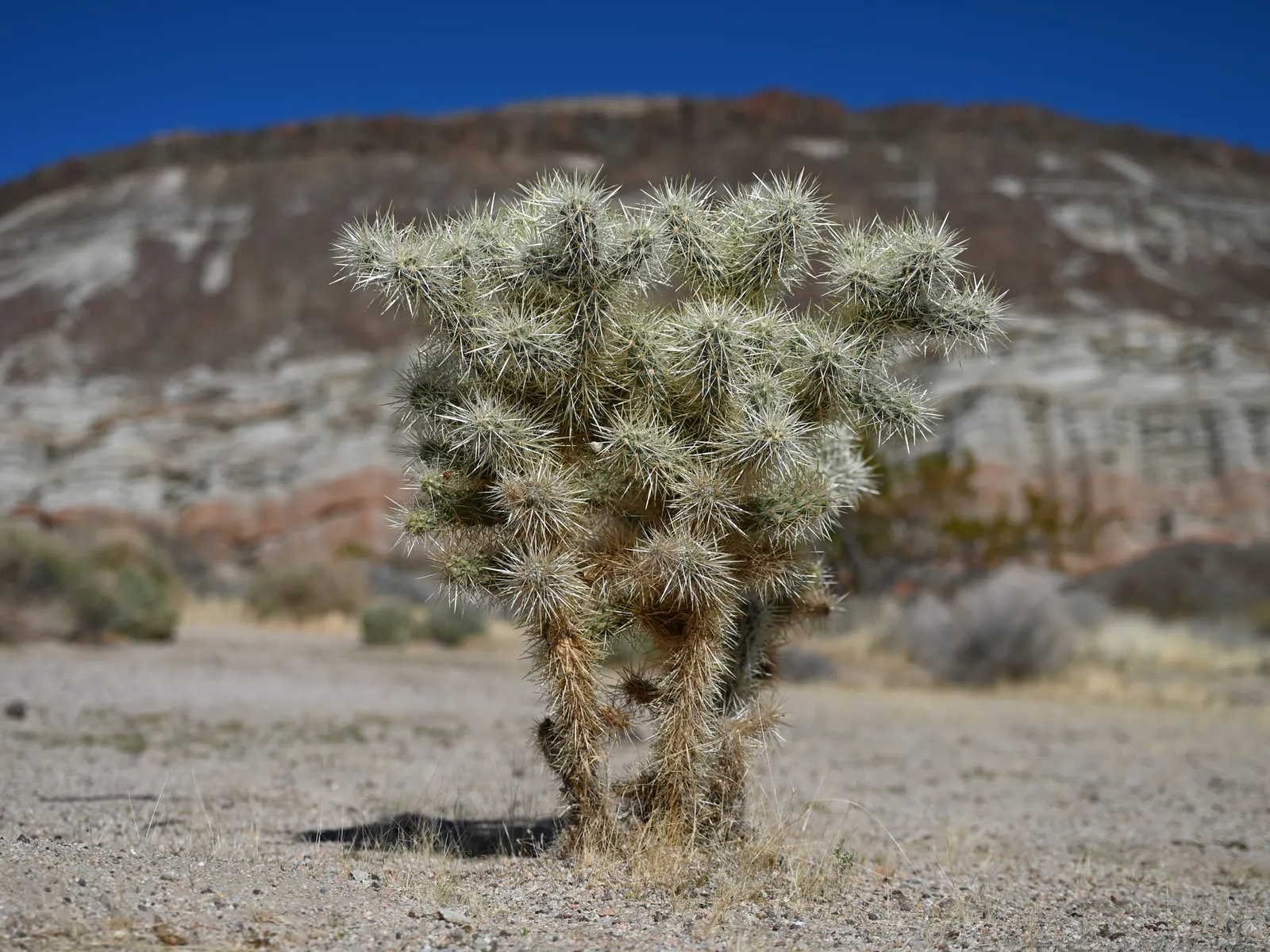 Silver Cholla (Cylindropuntia Echinocarpa) — each blossom sizing up to 1.5 inches in diameter.<br><br>This cactus thrives in well-drained; ranging in hue from