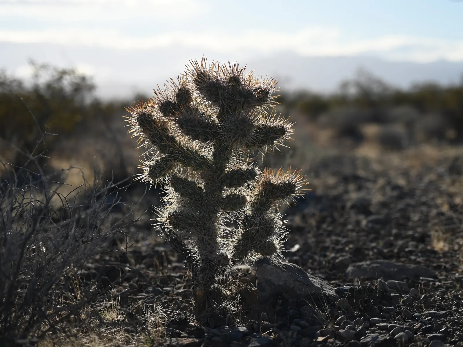 Silver Cholla (Cylindropuntia Echinocarpa) — making it a valuable addition to arid landscape designs; each blossom sizing up to 1.5 inches in