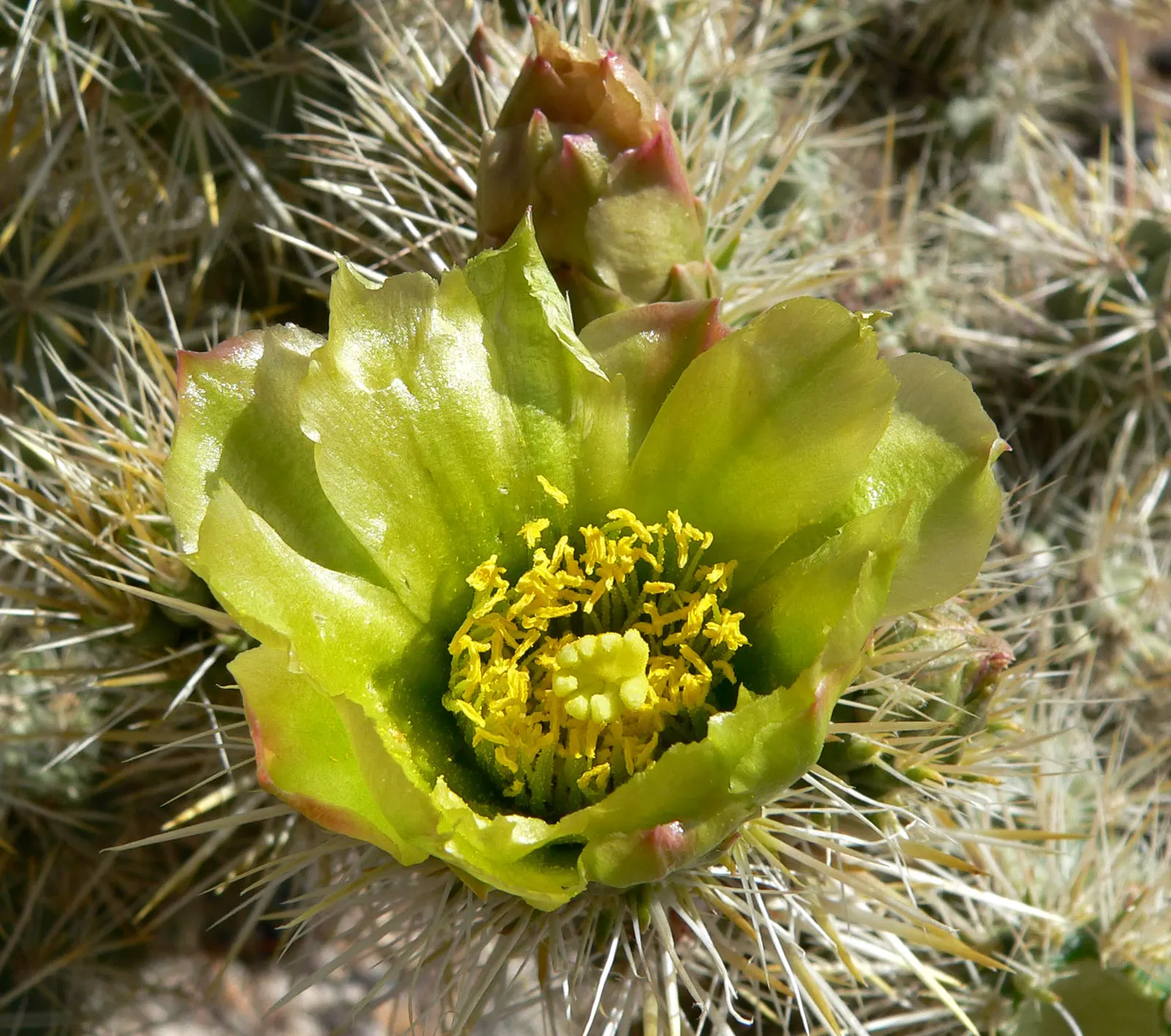 Silver Cholla (Cylindropuntia Echinocarpa) — Small yellow-green flowers bloom in late spring