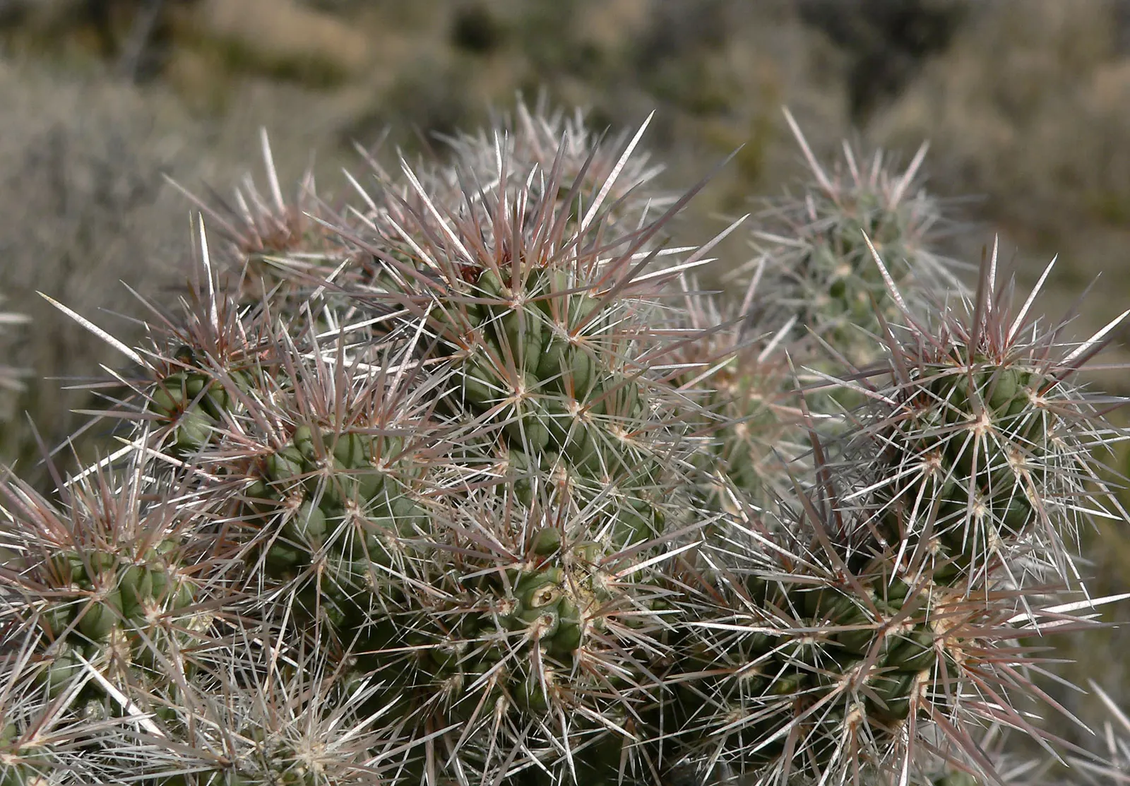 Silver Cholla (Cylindropuntia Echinocarpa) — sandy or gravelly soil and requires full sun exposure