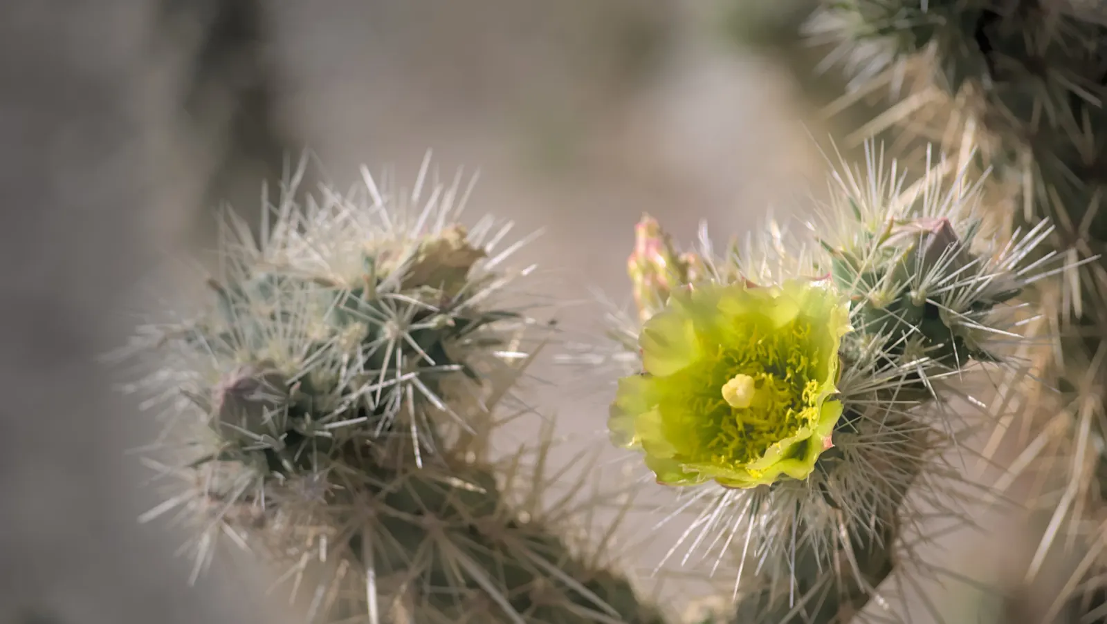 Silver Cholla (Cylindropuntia Echinocarpa) — cactus with green and yellow blooms; spring brings about a magnificent display of flowers