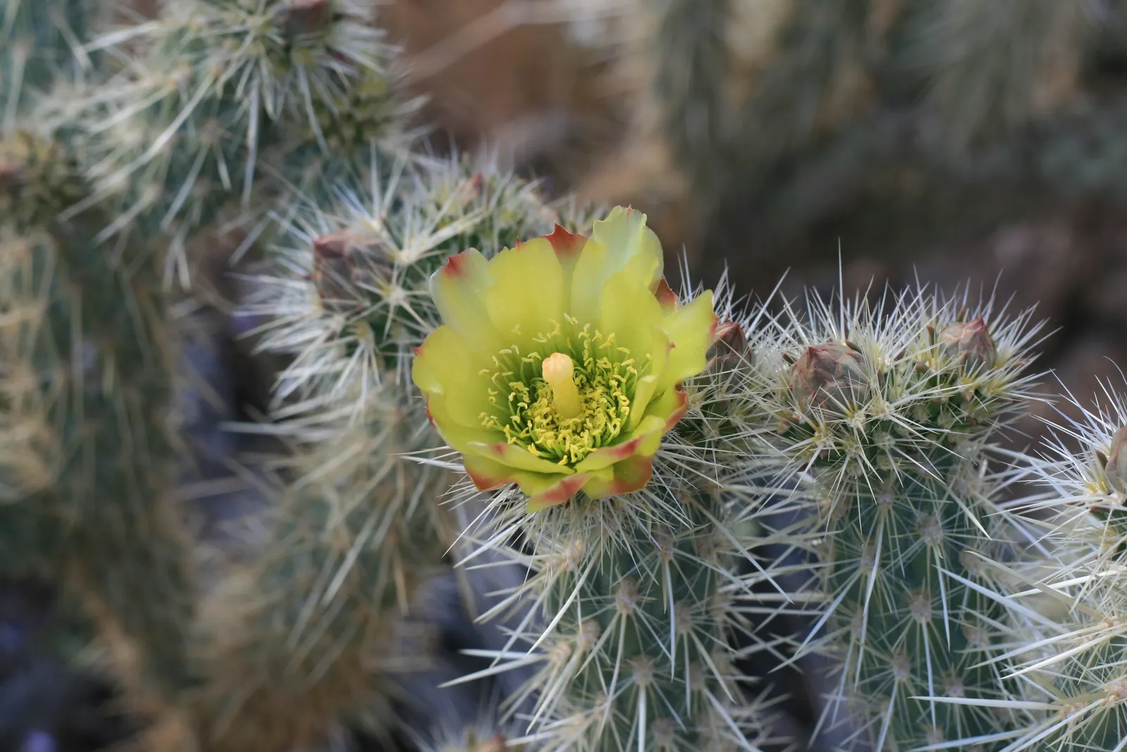 Silver Cholla (Cylindropuntia Echinocarpa) — which needs winter temperatures not dropping below 20-25&deg;F to maintain its structural integrity; silver Cholla
