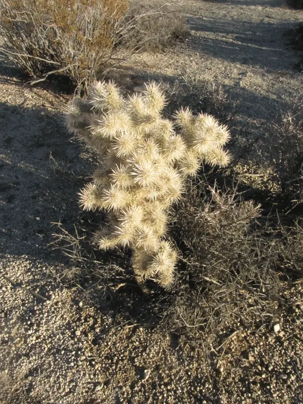 Silver Cholla (Cylindropuntia Echinocarpa) — is a noteworthy species of cactus indigenous to the southwestern United States and northwestern Mexico