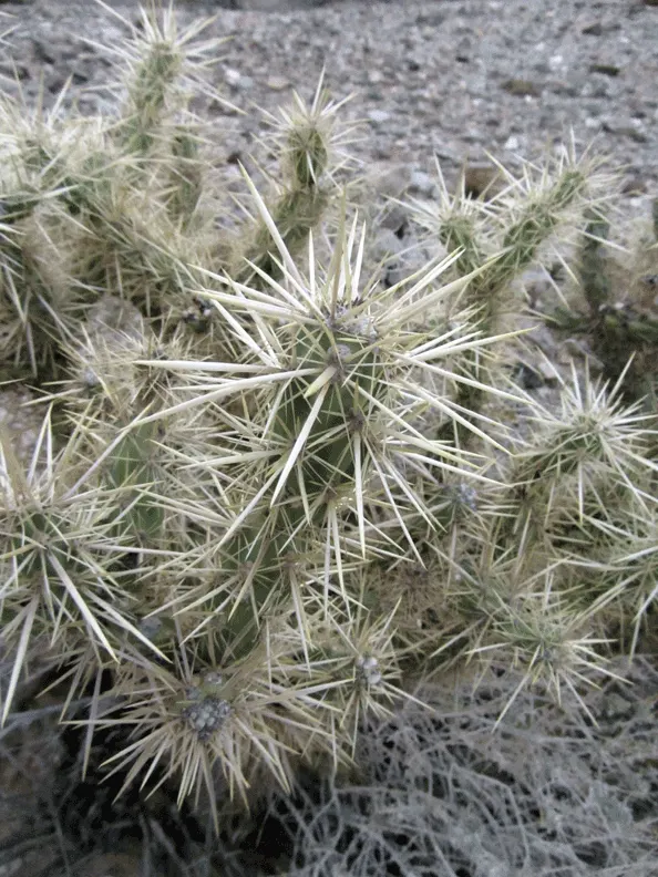 Silver Cholla (Cylindropuntia Echinocarpa) — the Silver Cholla provides a strong visual interest throughout the year
