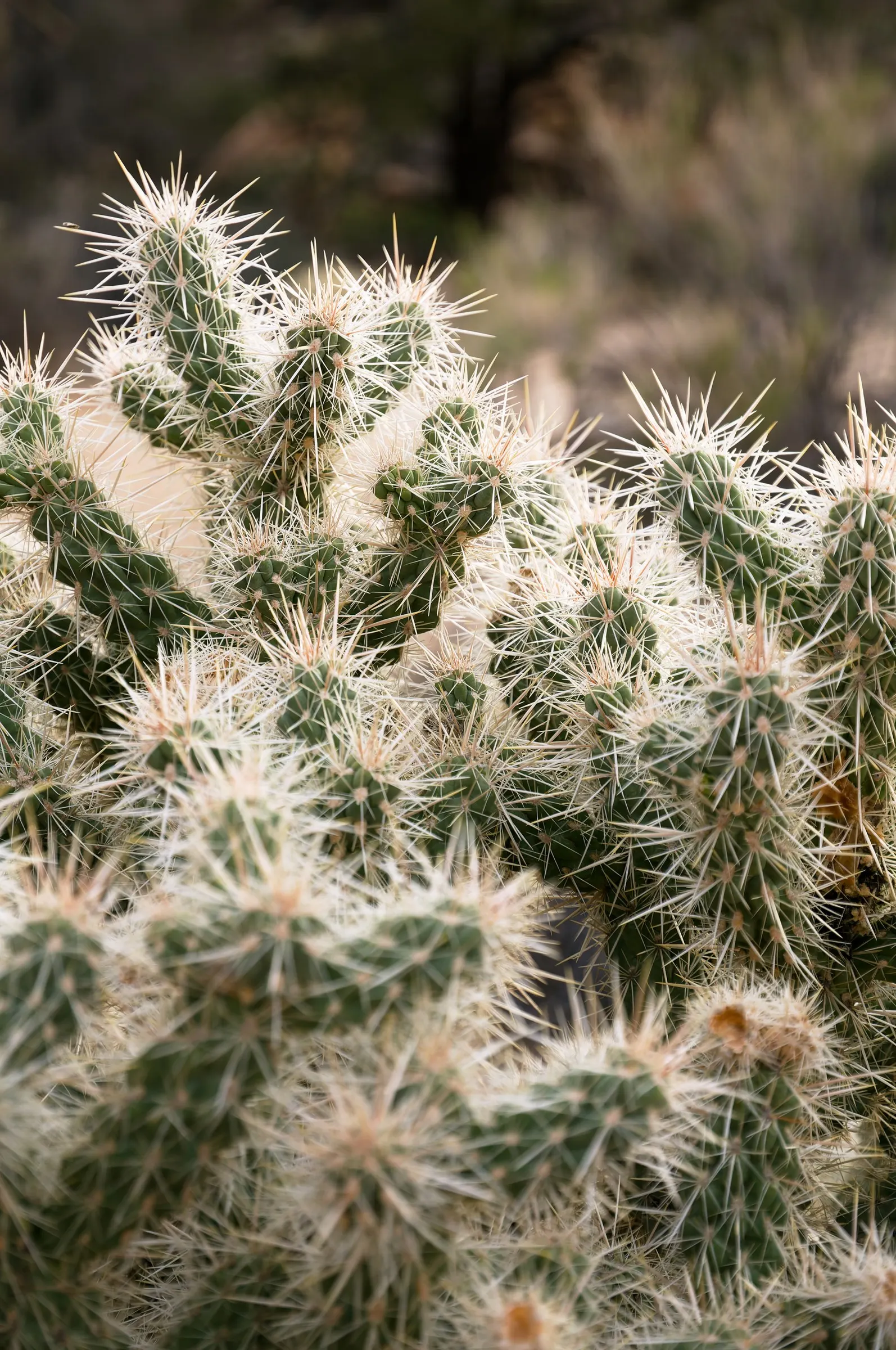 Silver Cholla (Cylindropuntia Echinocarpa) — Zones 9 through 11 are ideal for this spine-laden specimen