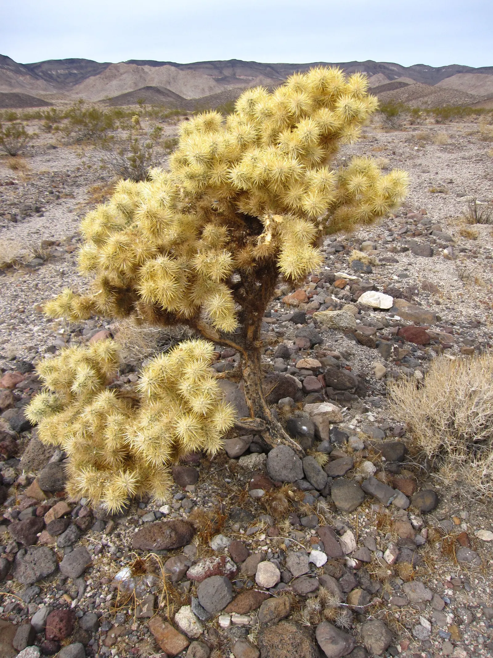 Silver Cholla (Cylindropuntia Echinocarpa) — Silver Cholla (Cylindropuntia echinocarpa) is a striking desert cactus reaching 3-5 ft in height, image 51