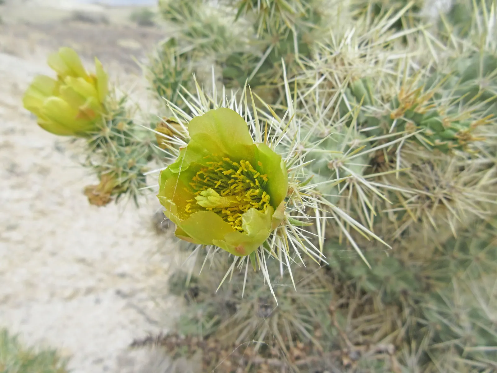 Silver Cholla (Cylindropuntia Echinocarpa) — Small yellow-green flowers bloom in late spring; sandy or gravelly soil and requires full sun exposure