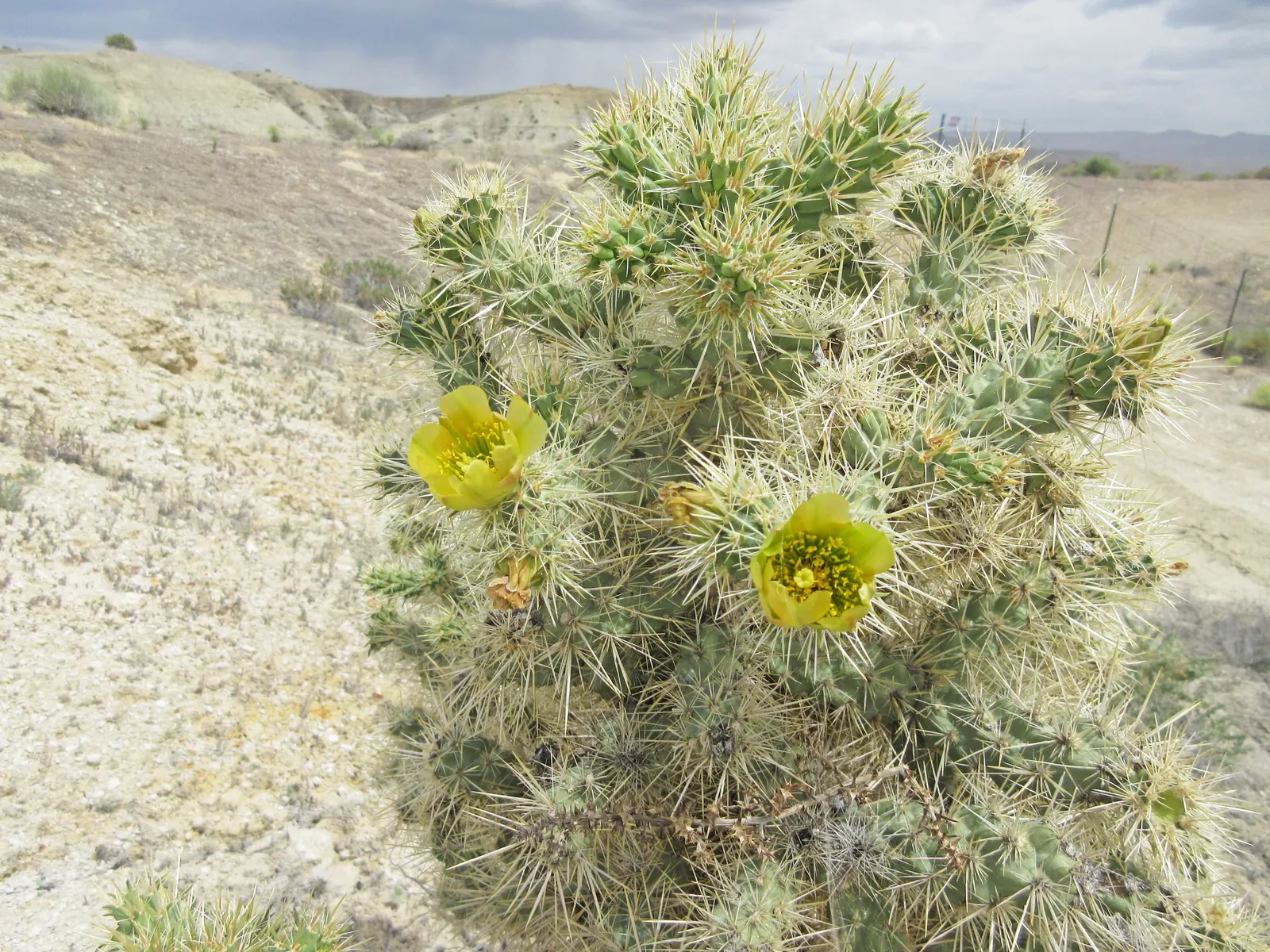 Silver Cholla (Cylindropuntia Echinocarpa) — green and yellow flowers in the garden