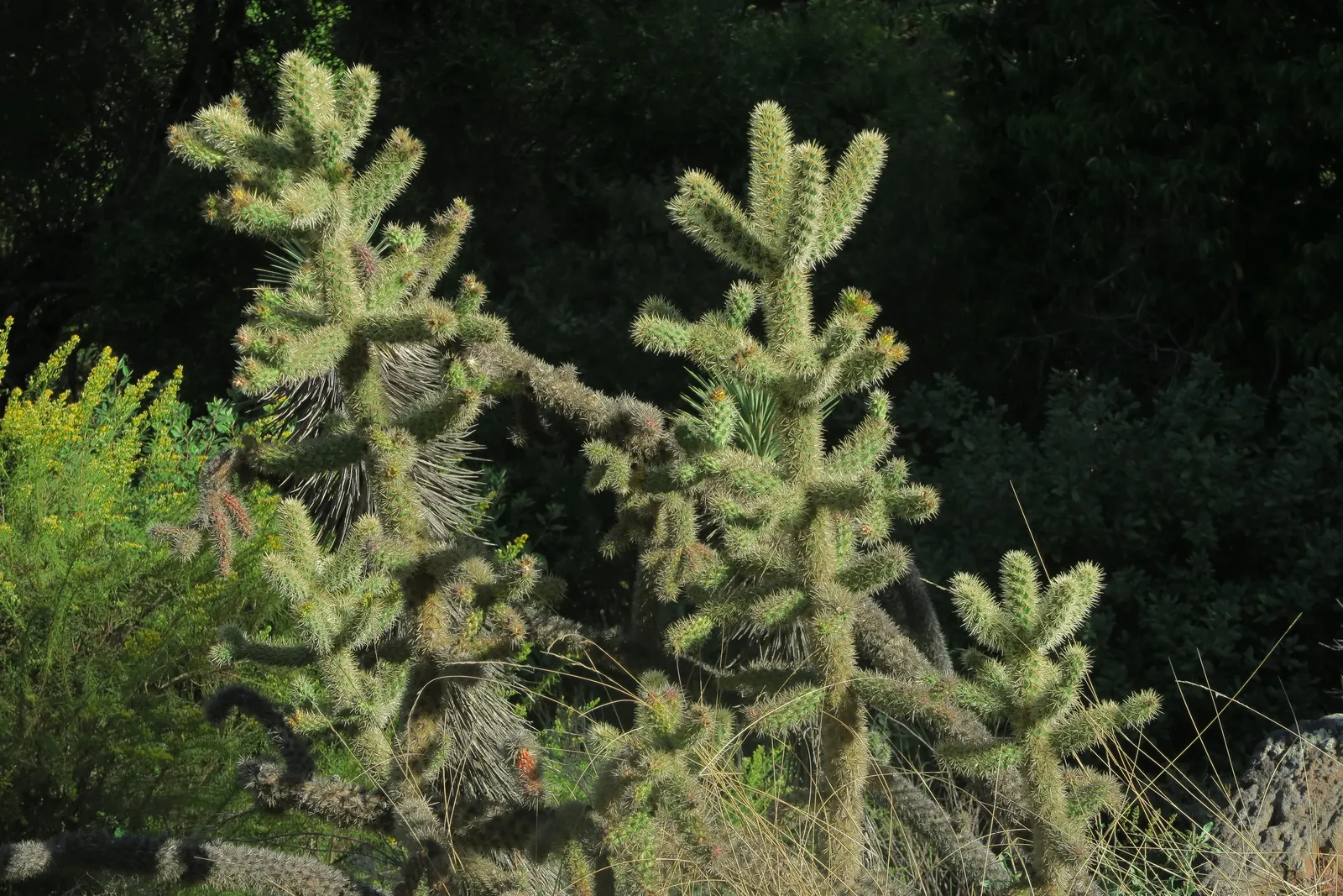 Silver Cholla (Cylindropuntia Echinocarpa) — It is highly tolerant of drought conditions once established, necessitating minimal supplemental watering; hardy