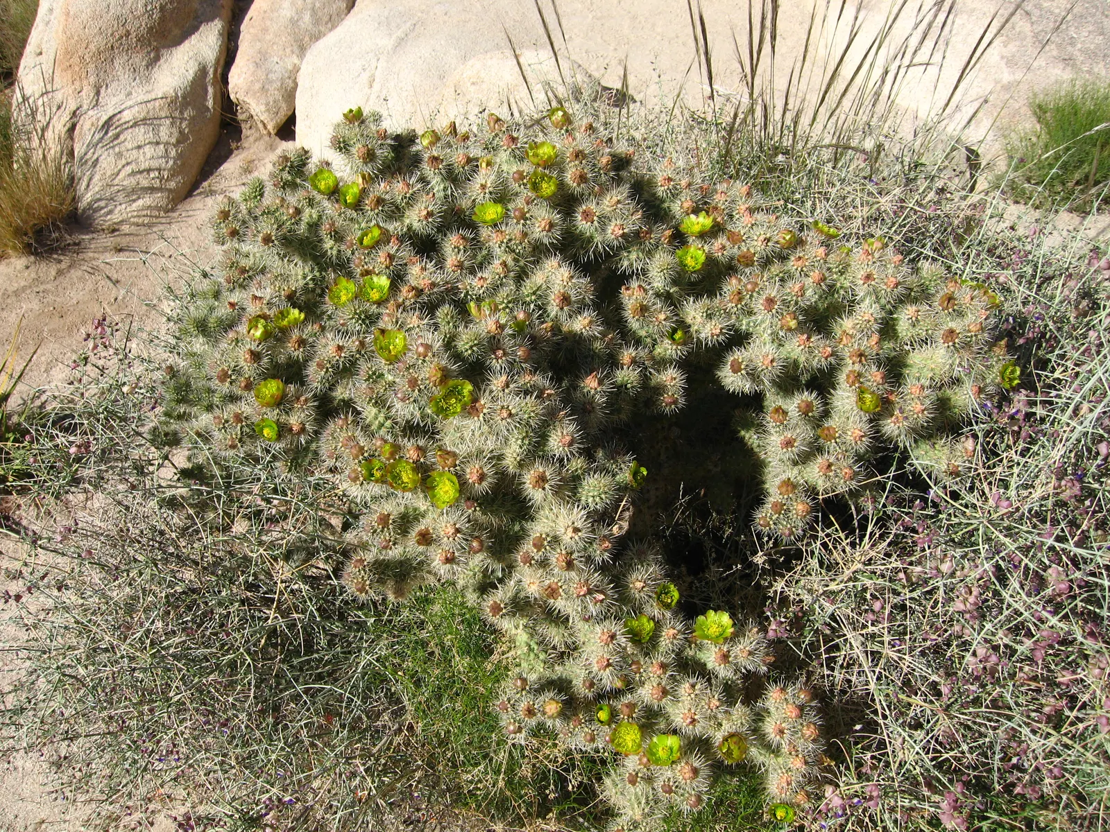 Silver Cholla (Cylindropuntia Echinocarpa) — Hardy in USDA zones 9-11, this cactus adds a textural accent to xeriscapes and rock gardens
